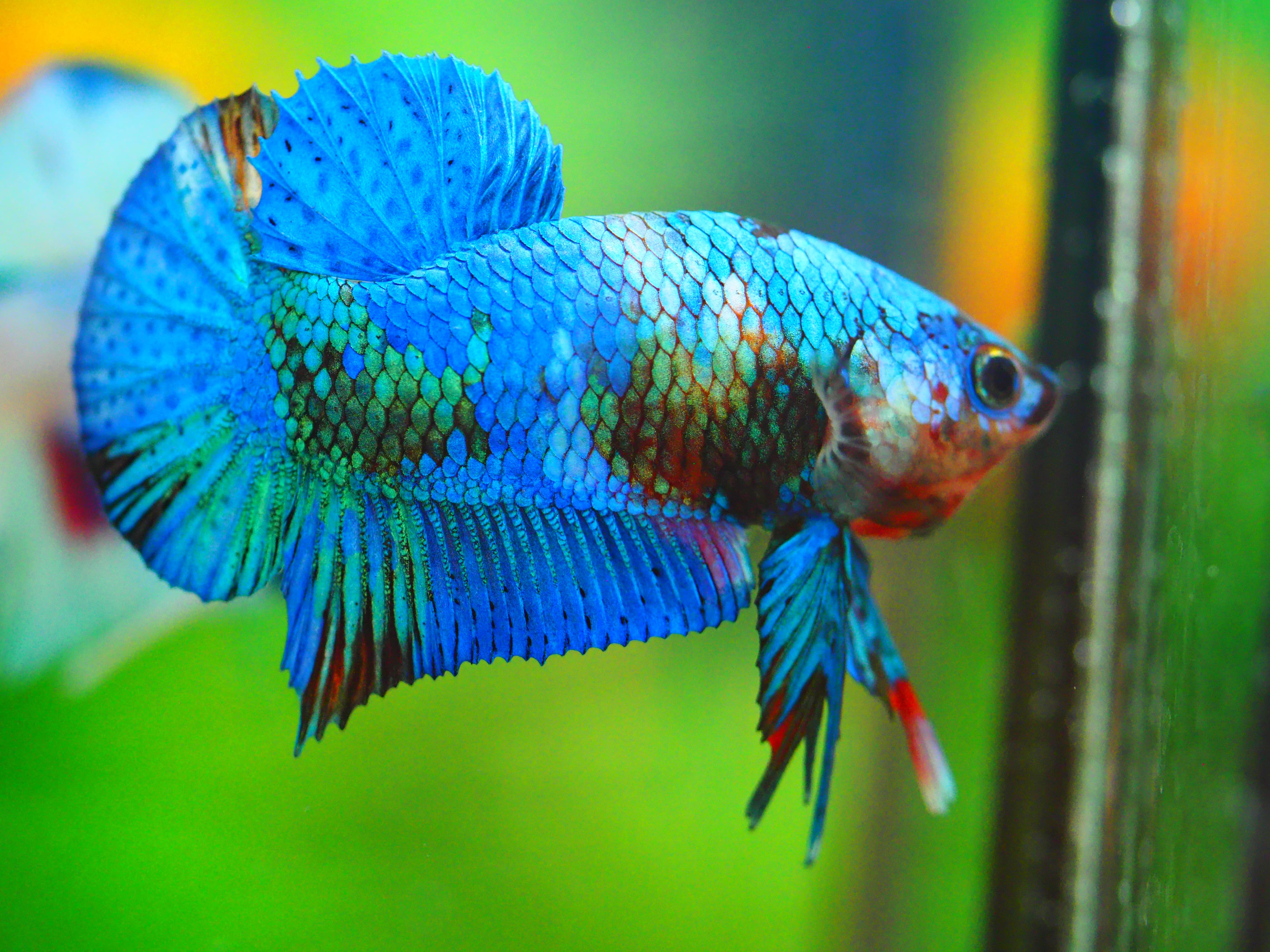 HMPK KOI FANCY MALE GRADE A +++