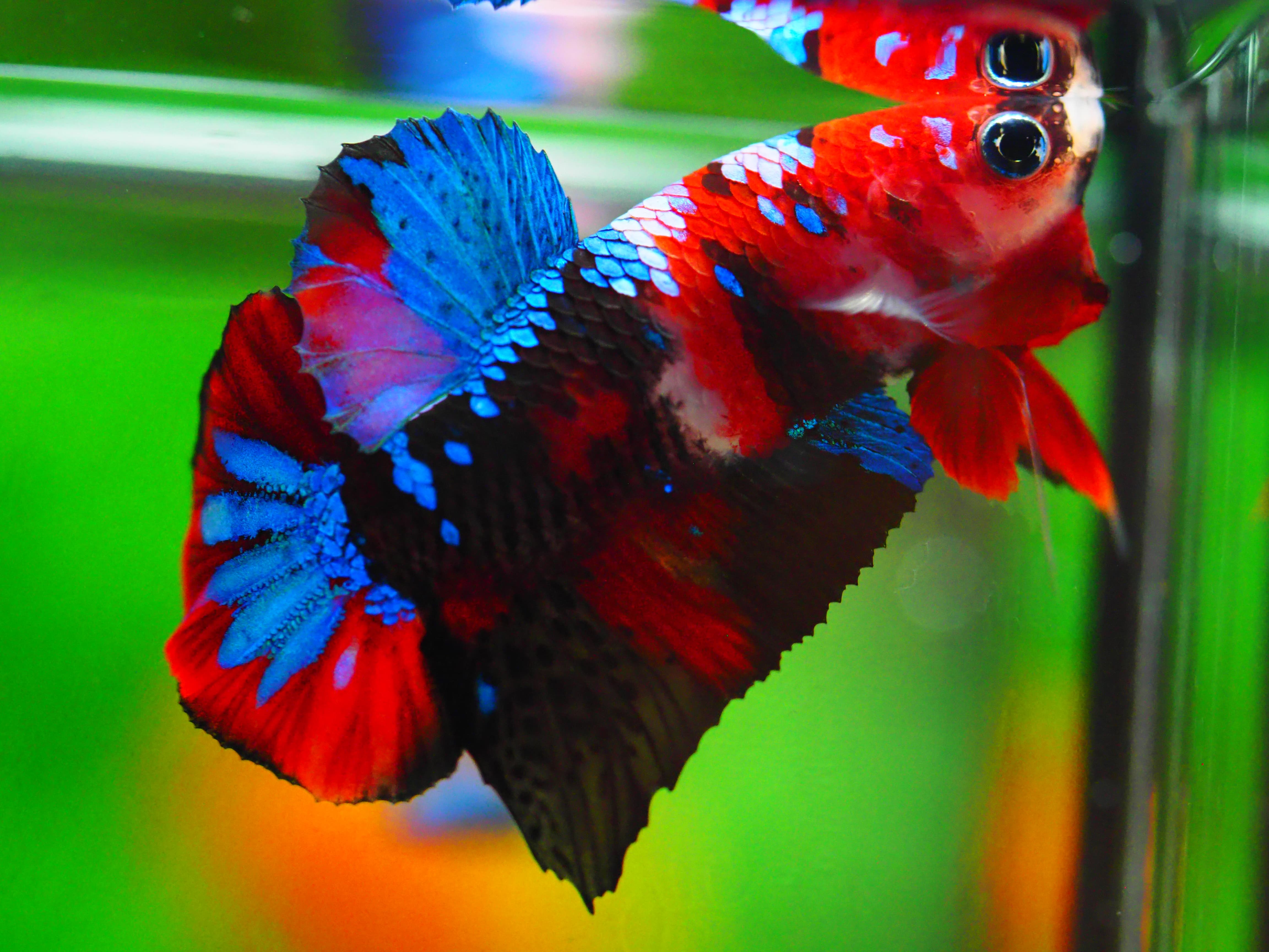 HMPK KOI GALAXY MALE GRADE A +++