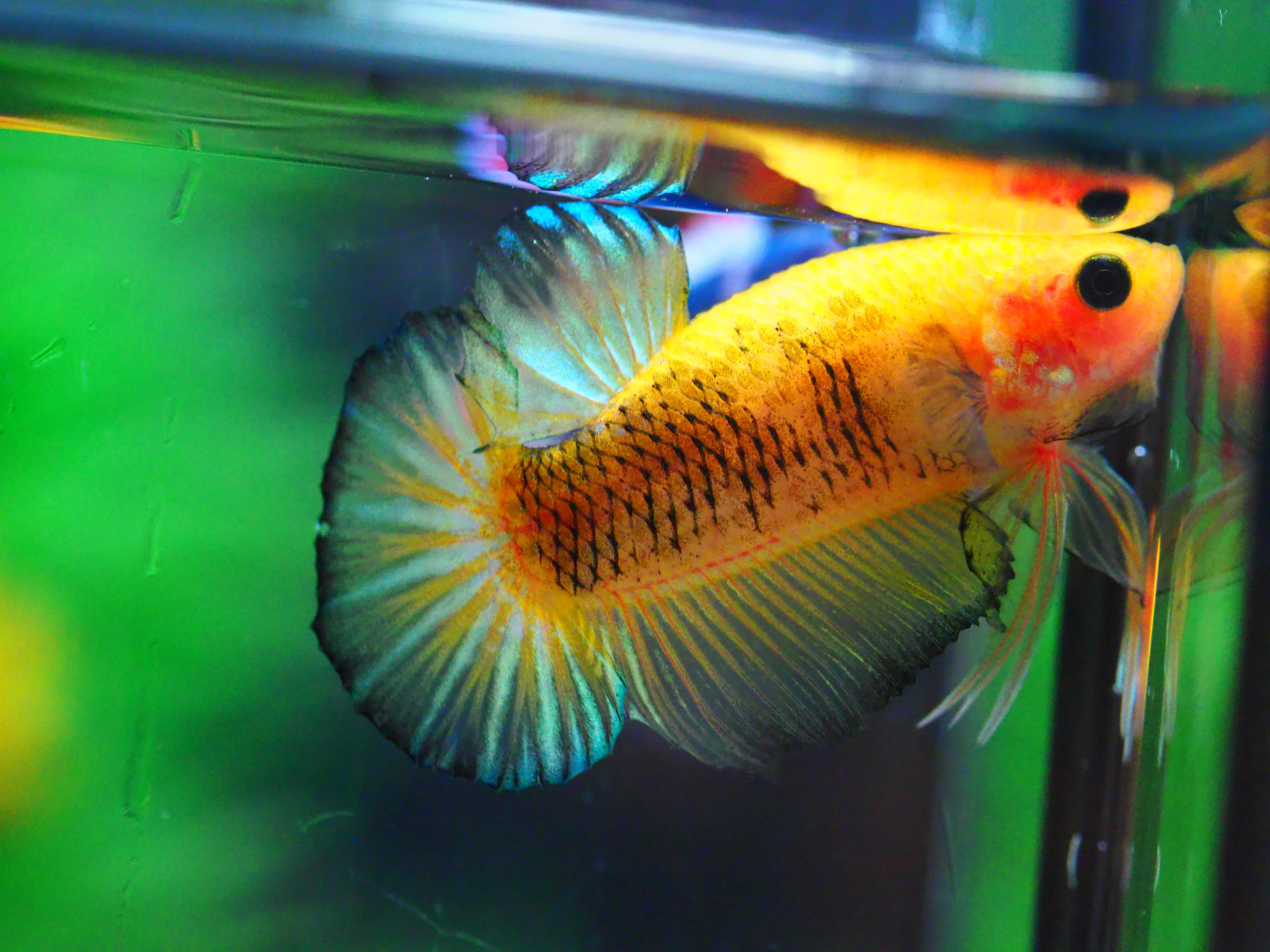 HMPK FANCY MALE GRADE A +++