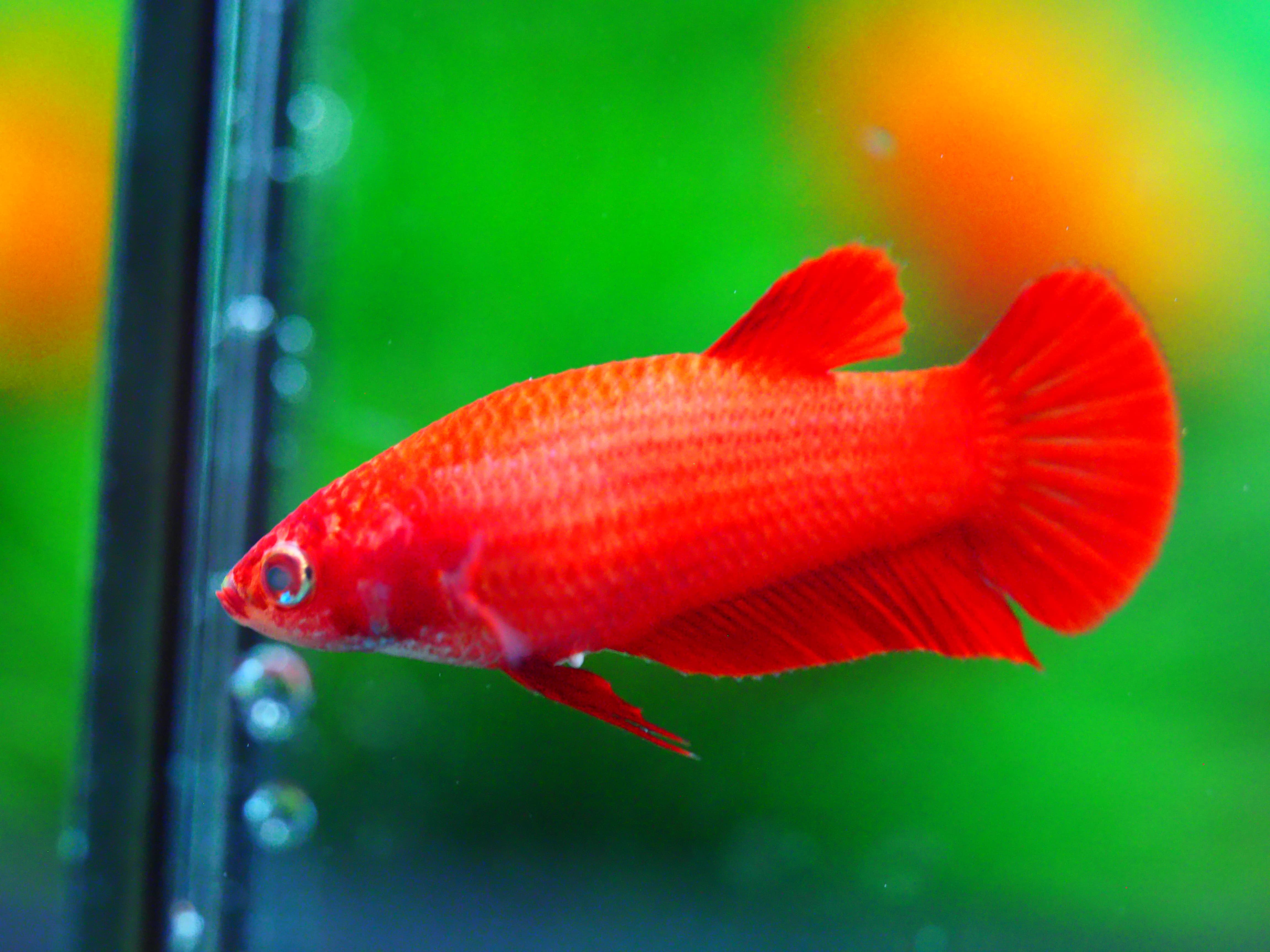 HMPK RED FNMALE GRADE A +++