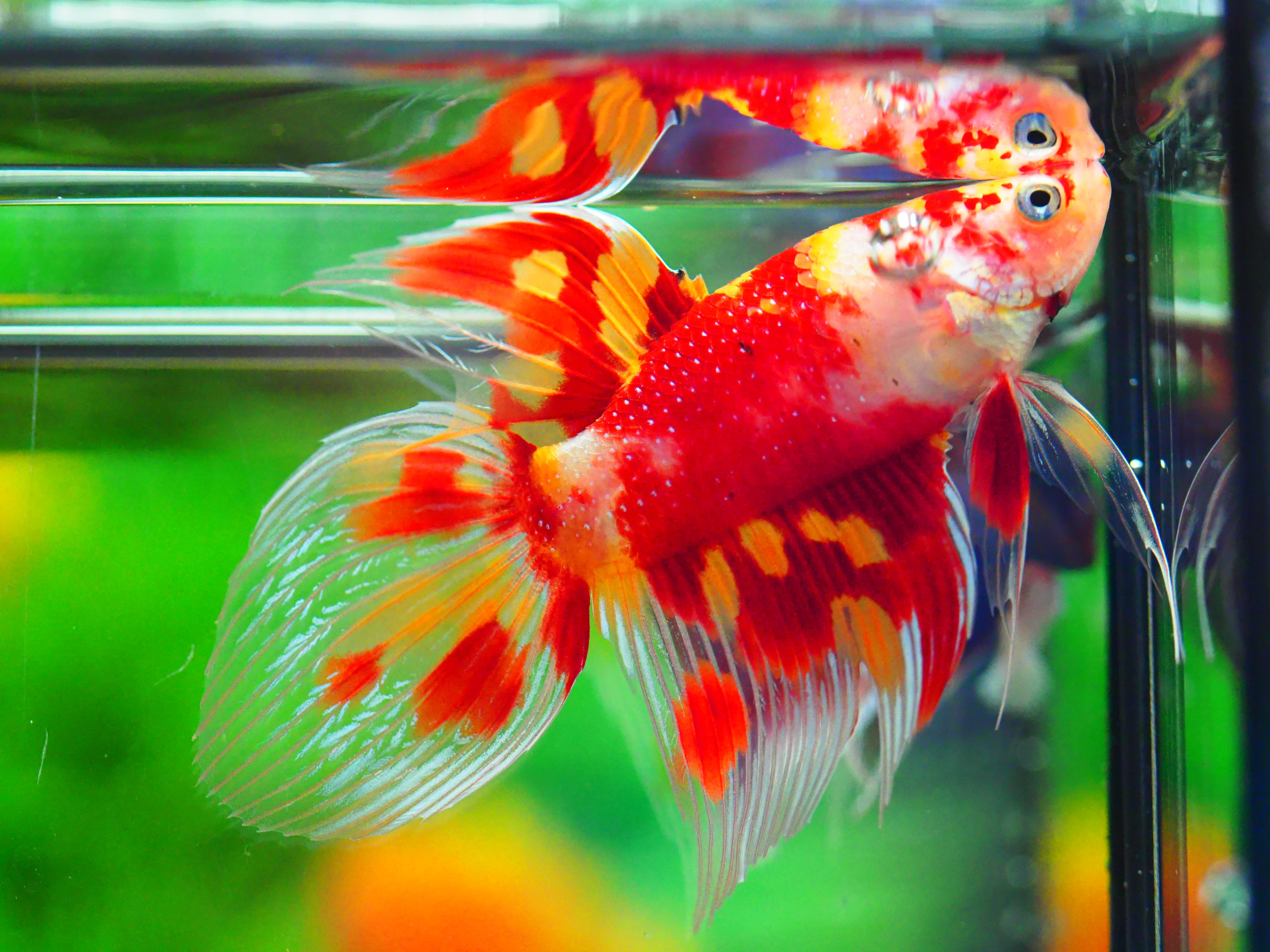 VT NEMO MALE GRADE A +++