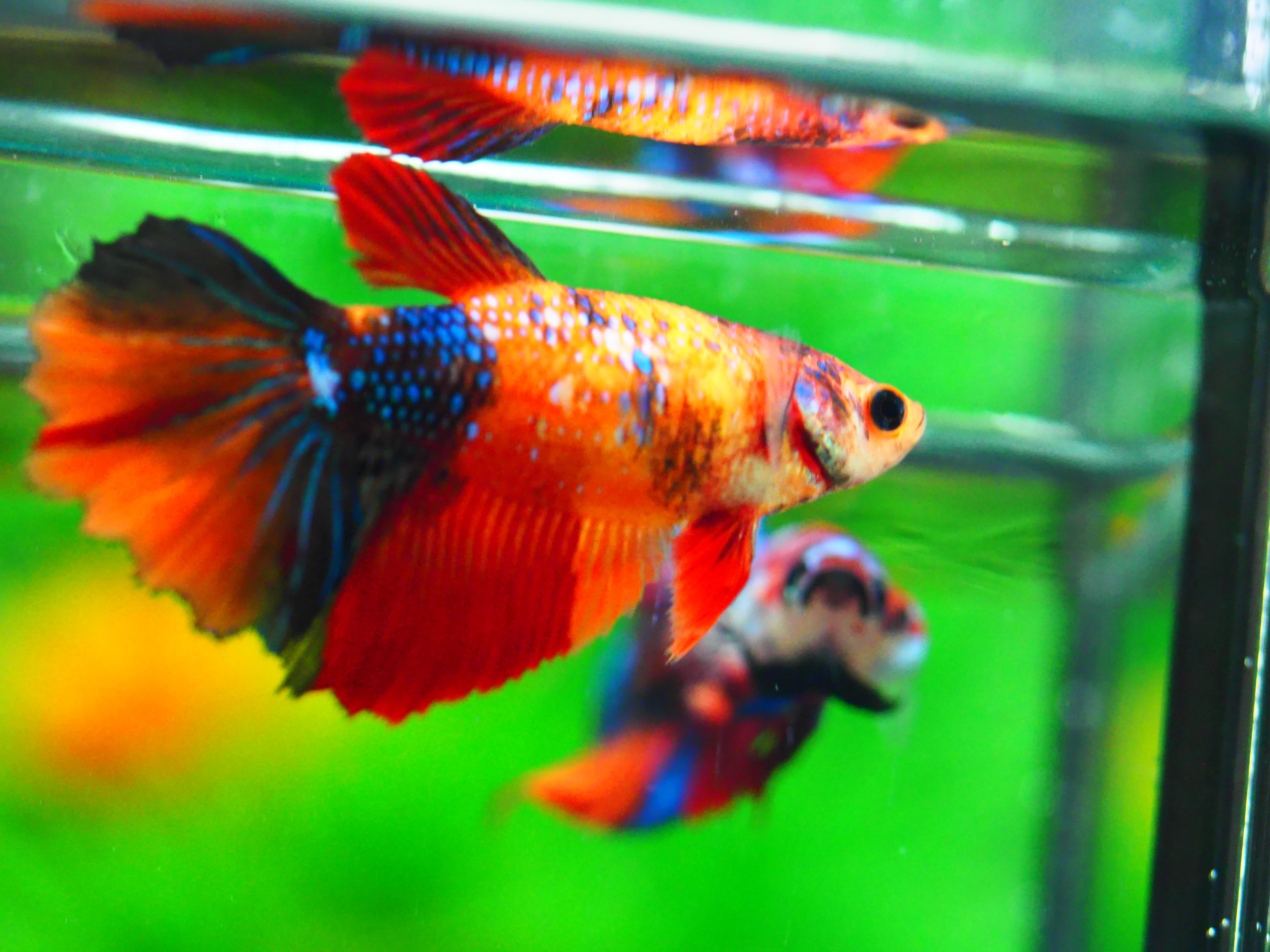 HM NEMO GALAXY FNMALE GRADE A +++