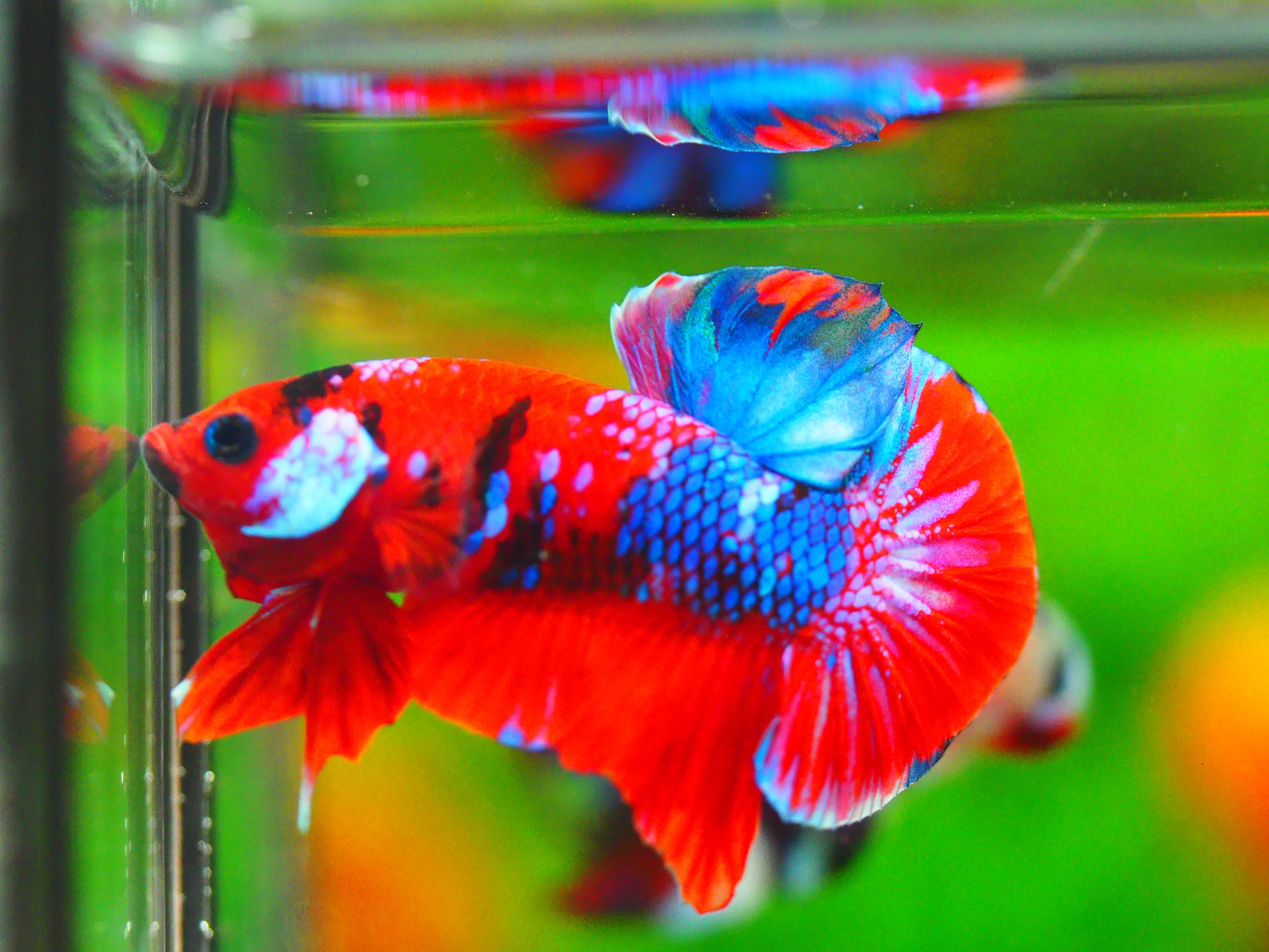 HMPK KOI GALAXY MALE GRADE A++