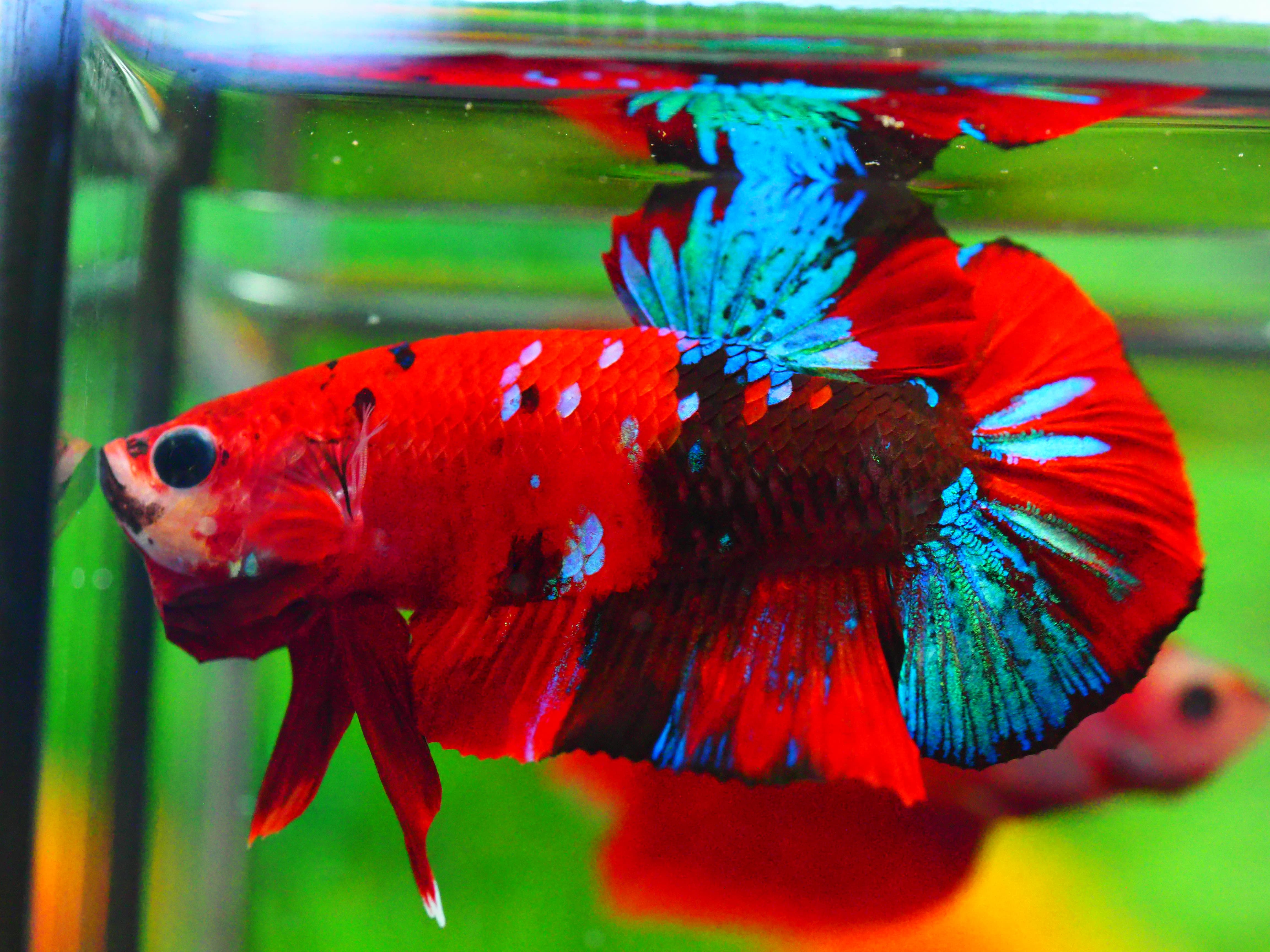 HMPK KOI GALAXY MALE GRADE A +++