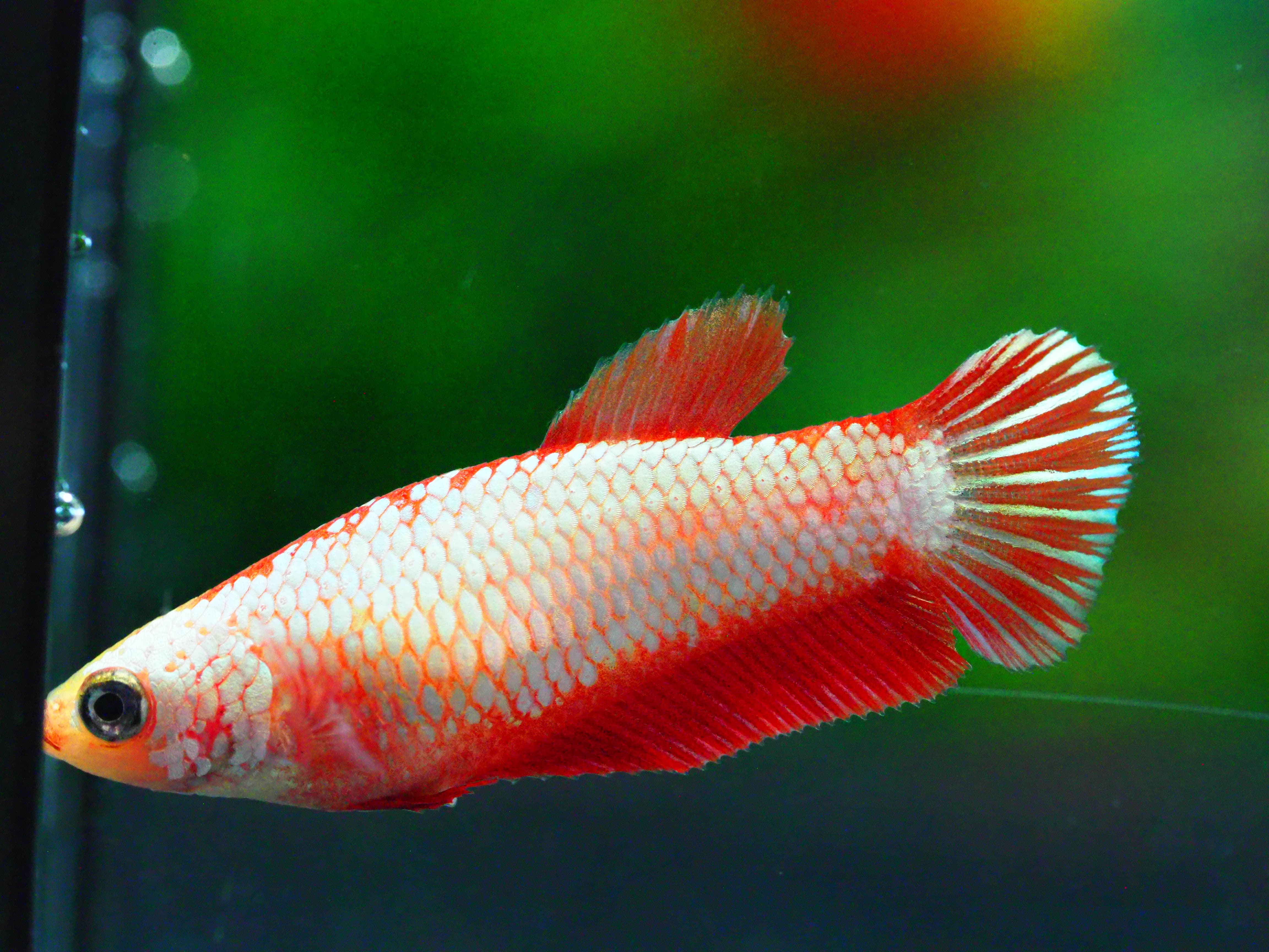 HMPK FANCY MALE FNGRADE A +++