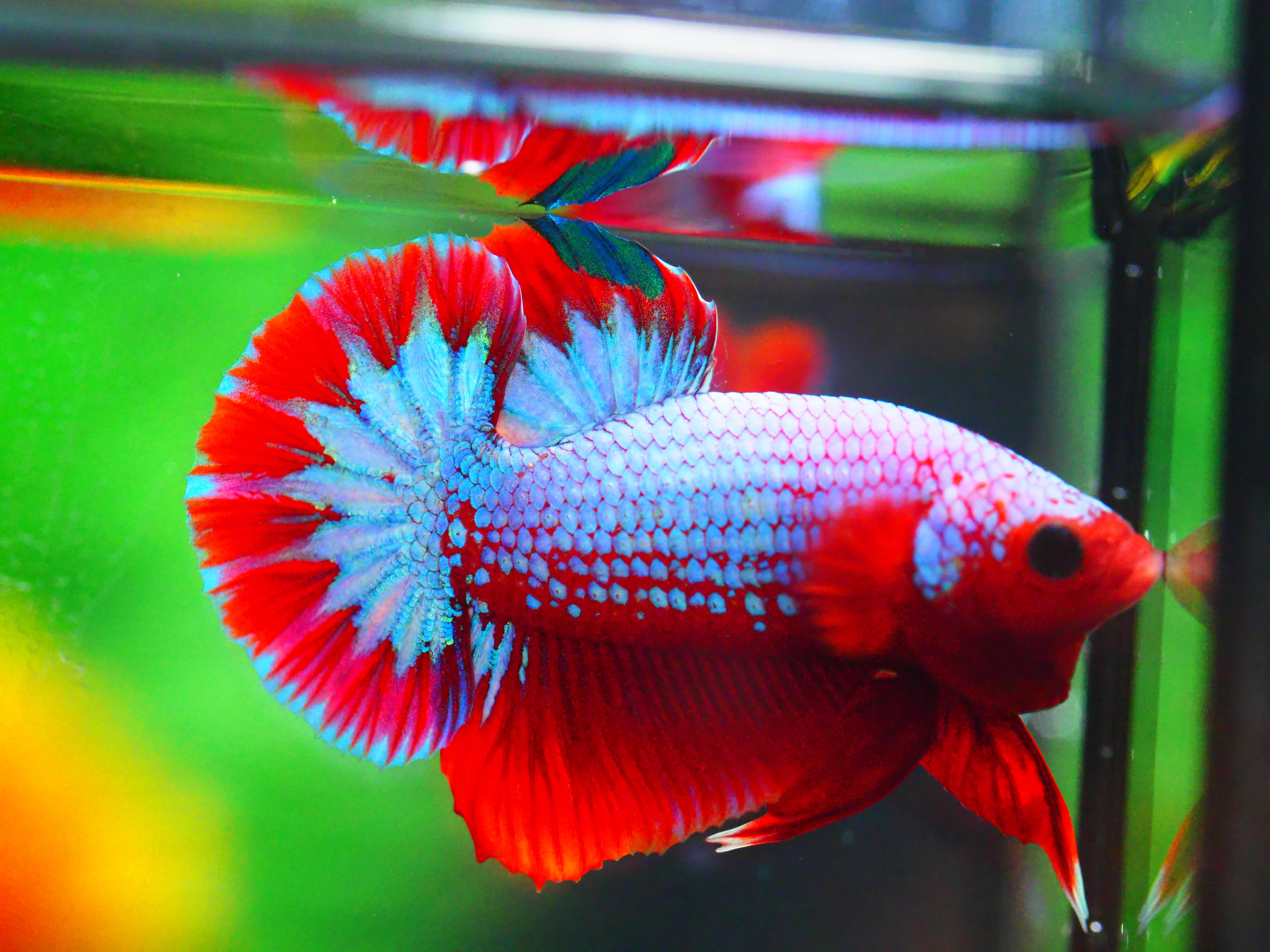 HMPK FANCY MALE GRADE A +++