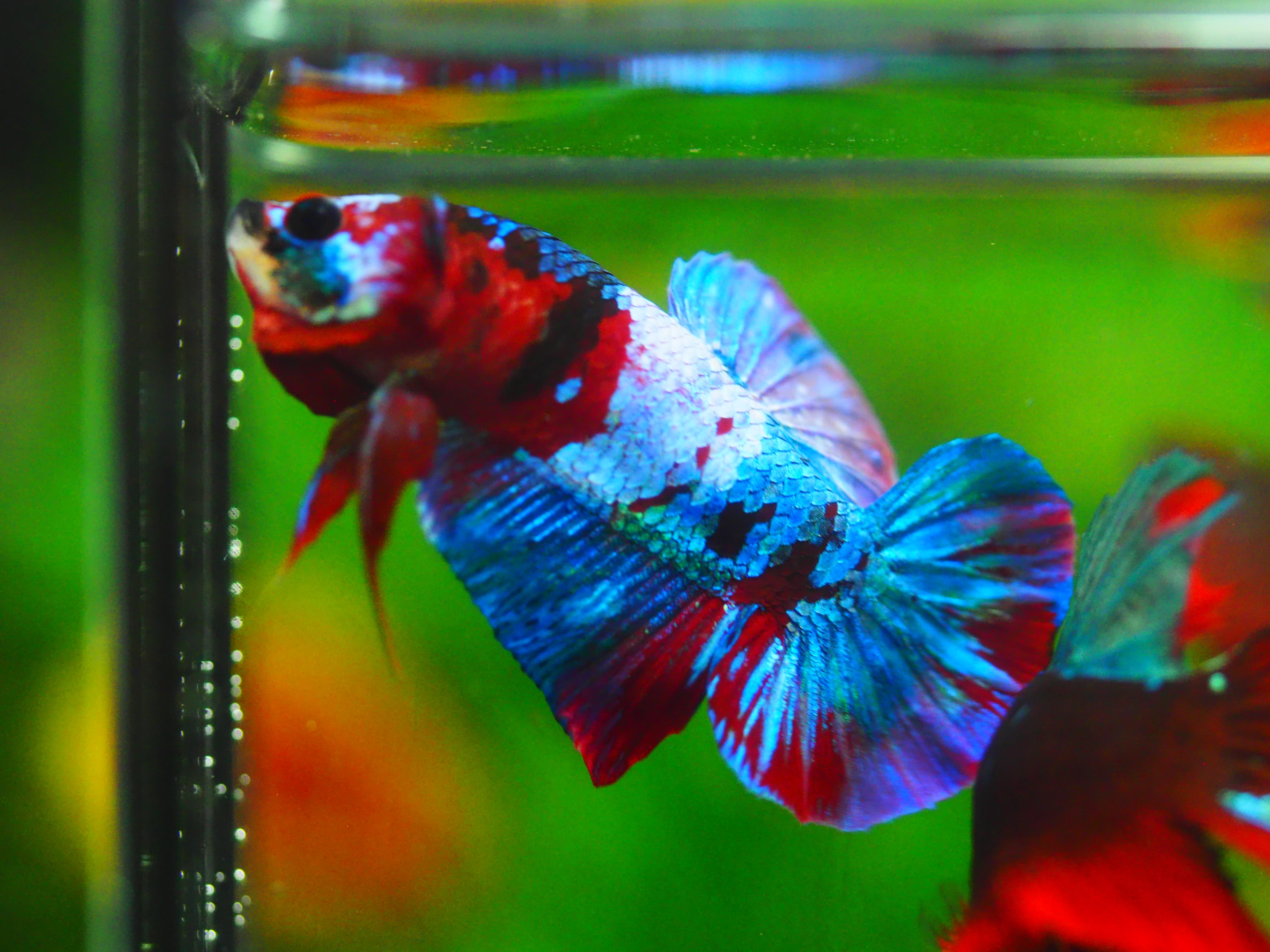 HMPK KOI GALAXY MALE GRADE A+++