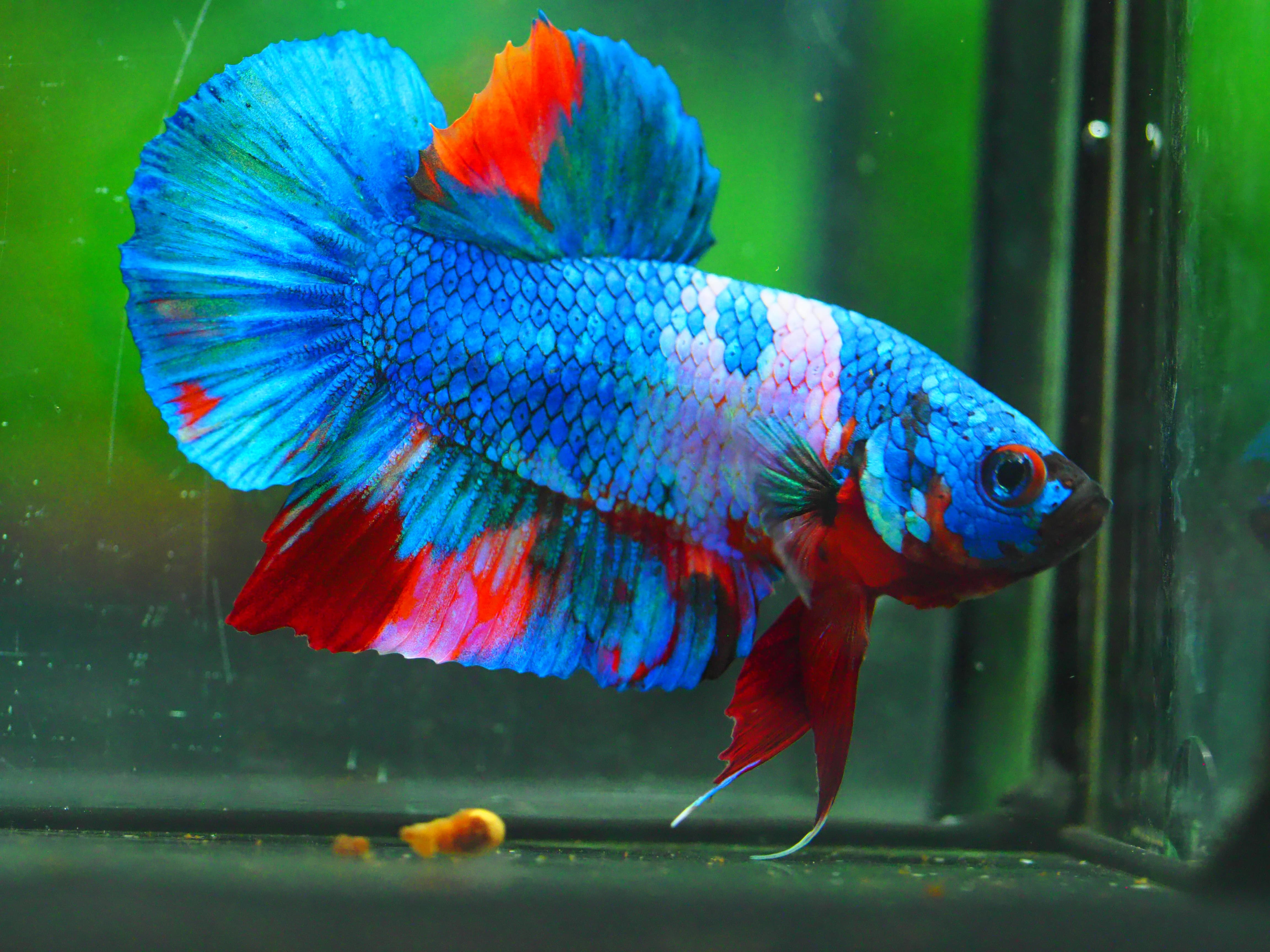 HMPK KOI GALAXY MALE GRADE A +++