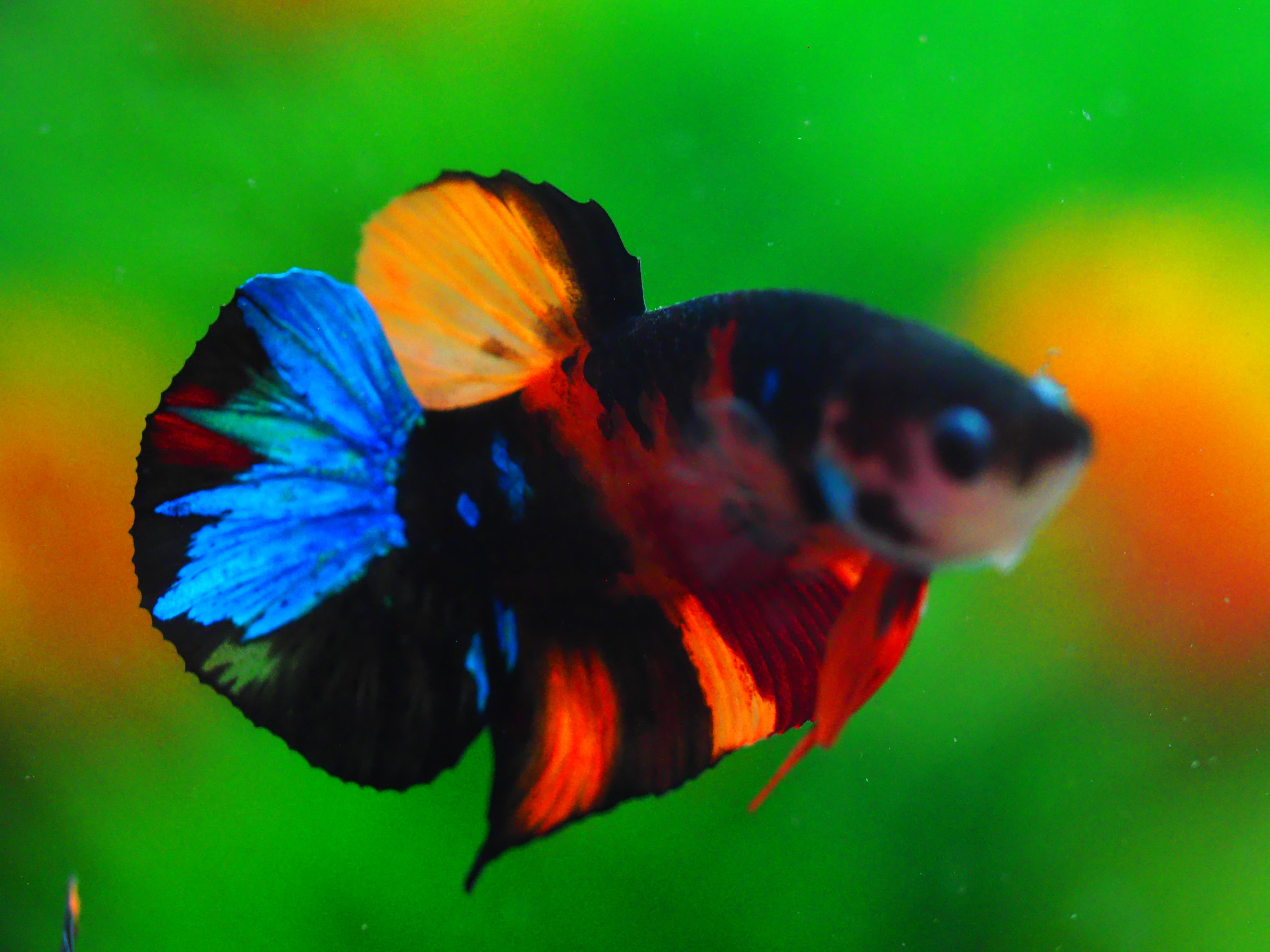 HMPK NEMO GALAXY MALE GRADE A++