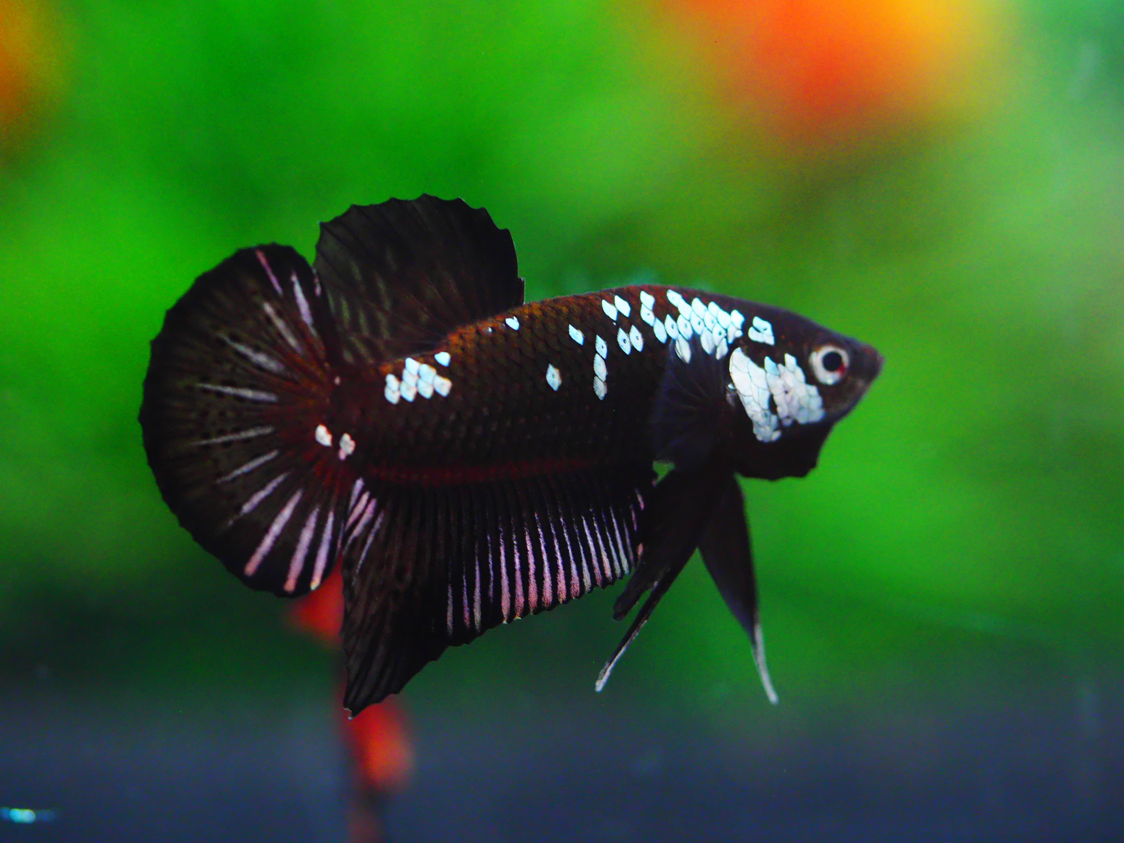 HMPK BLACK SAMURIA MALE GRADE A +++