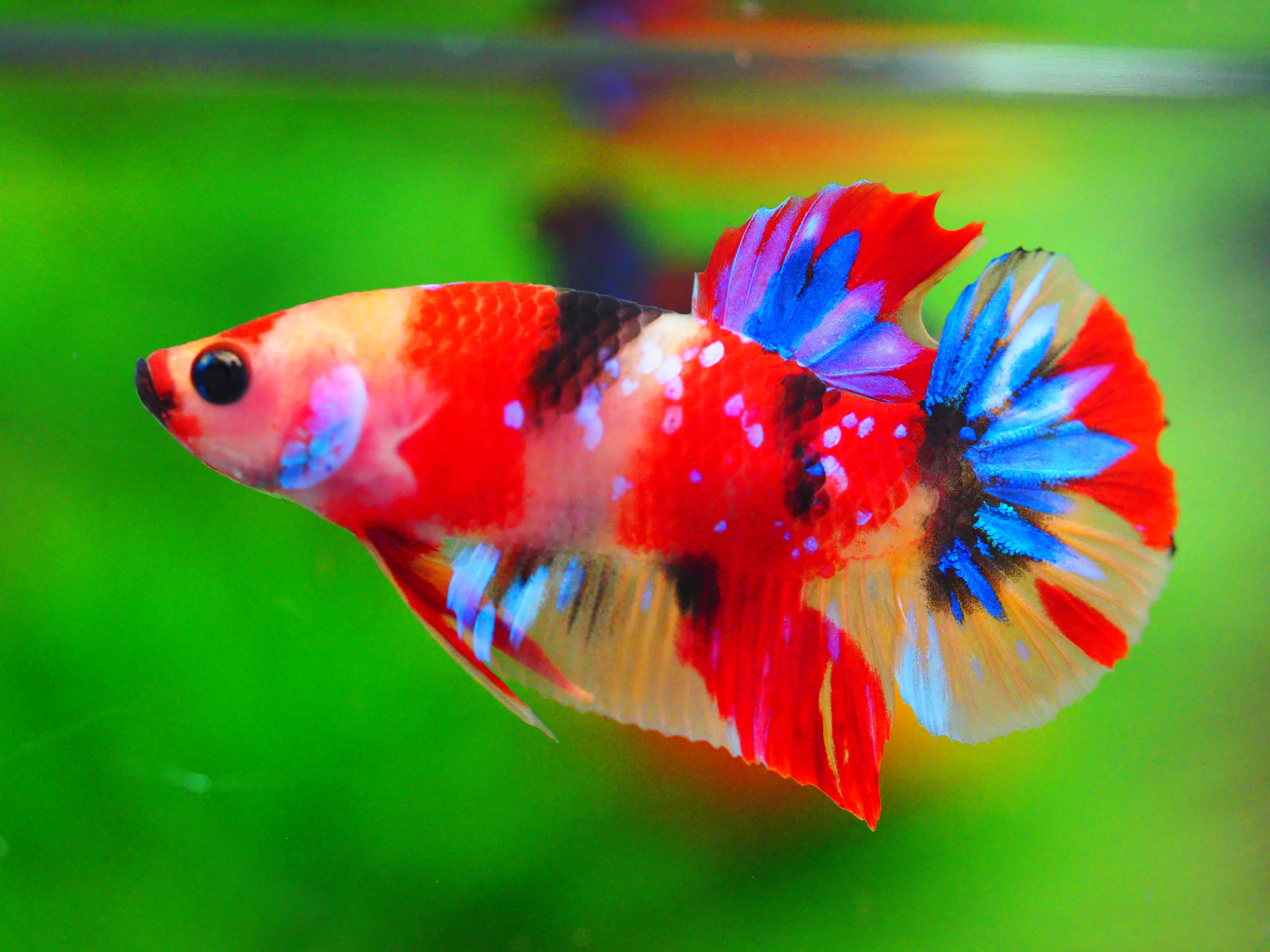 HMPK NEMO MALE GRADE A++