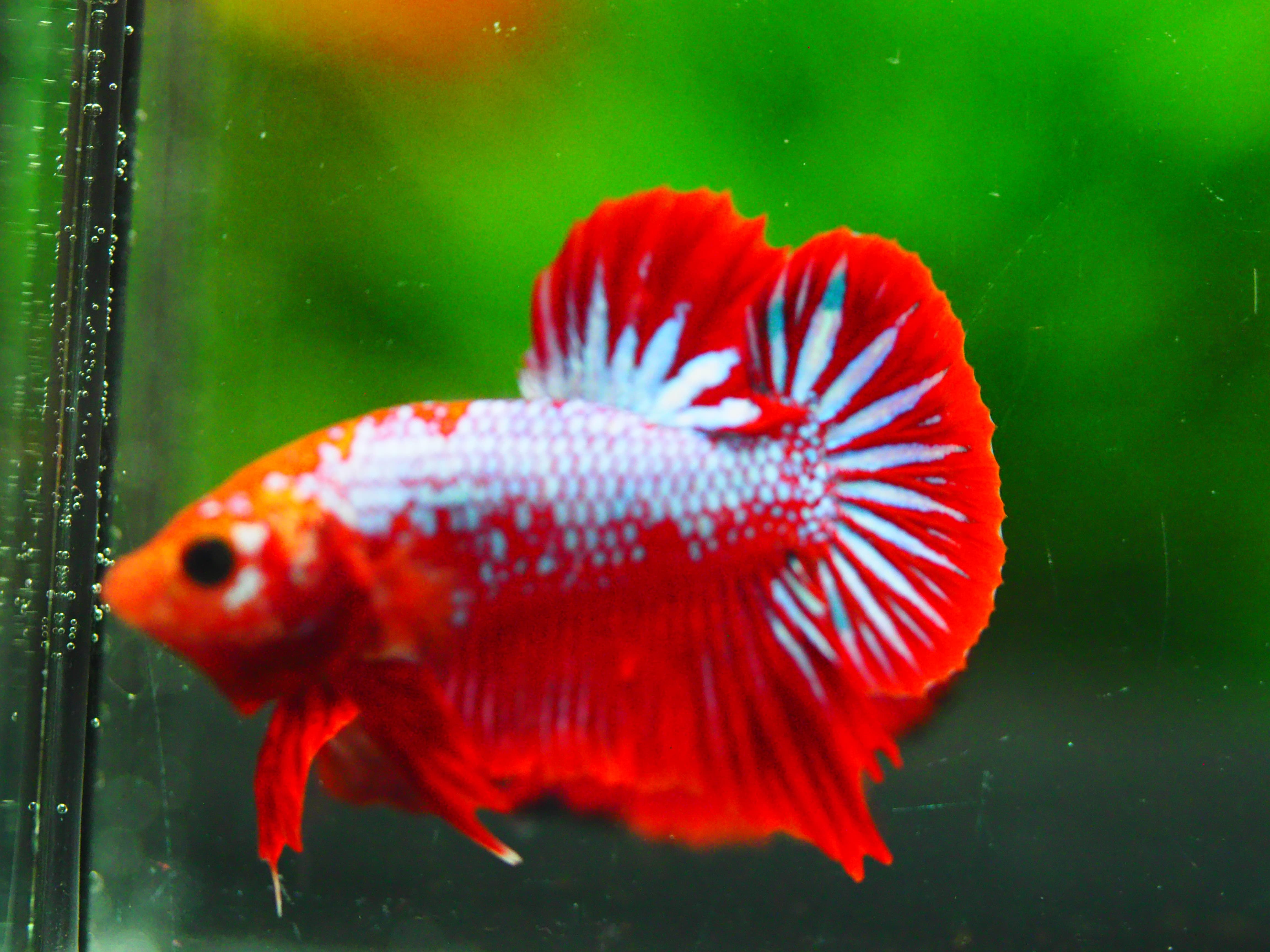 HMPK FANCY MALE GRADE A +++