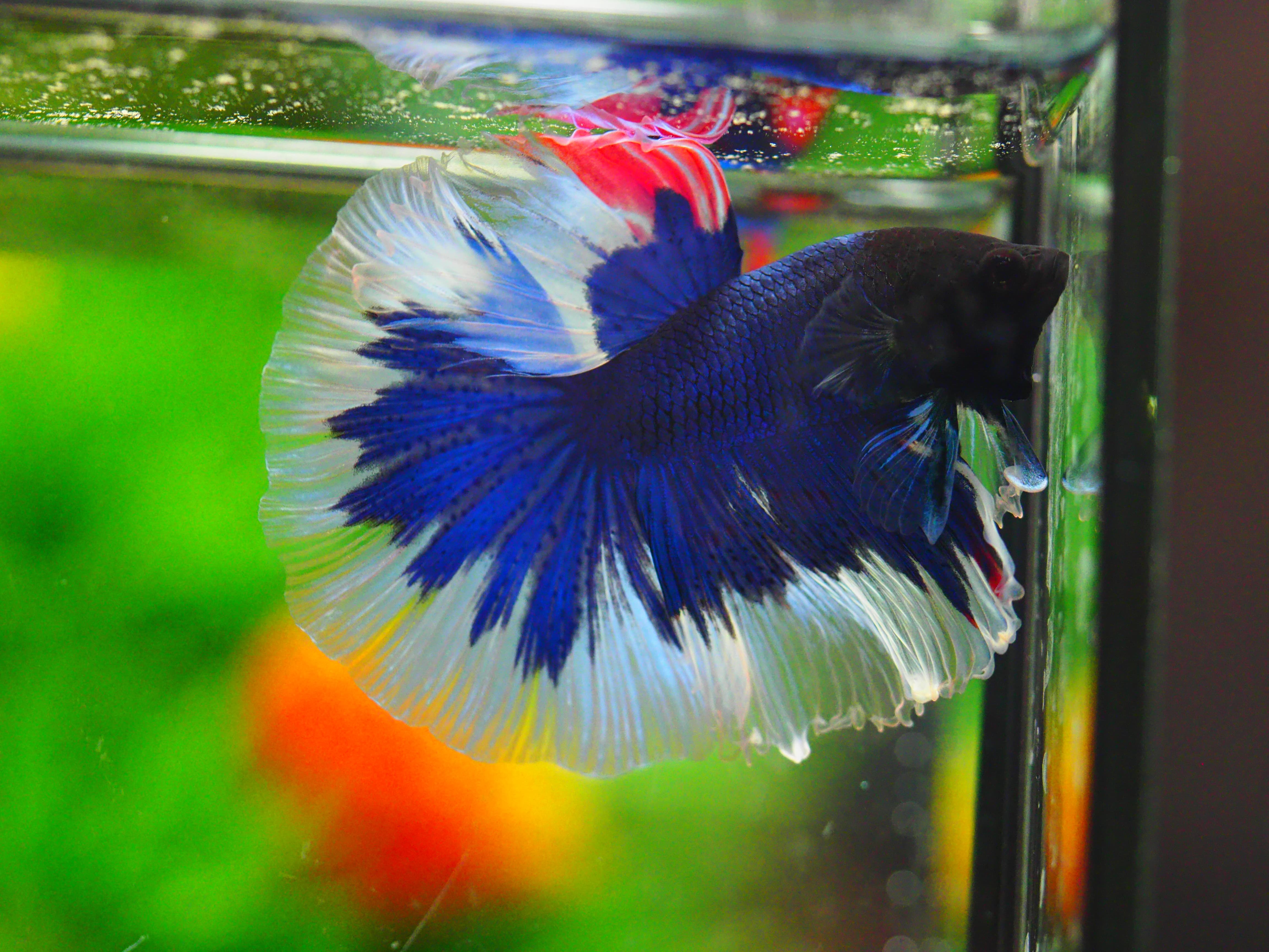 HM FANCY MALE GRADE A +++