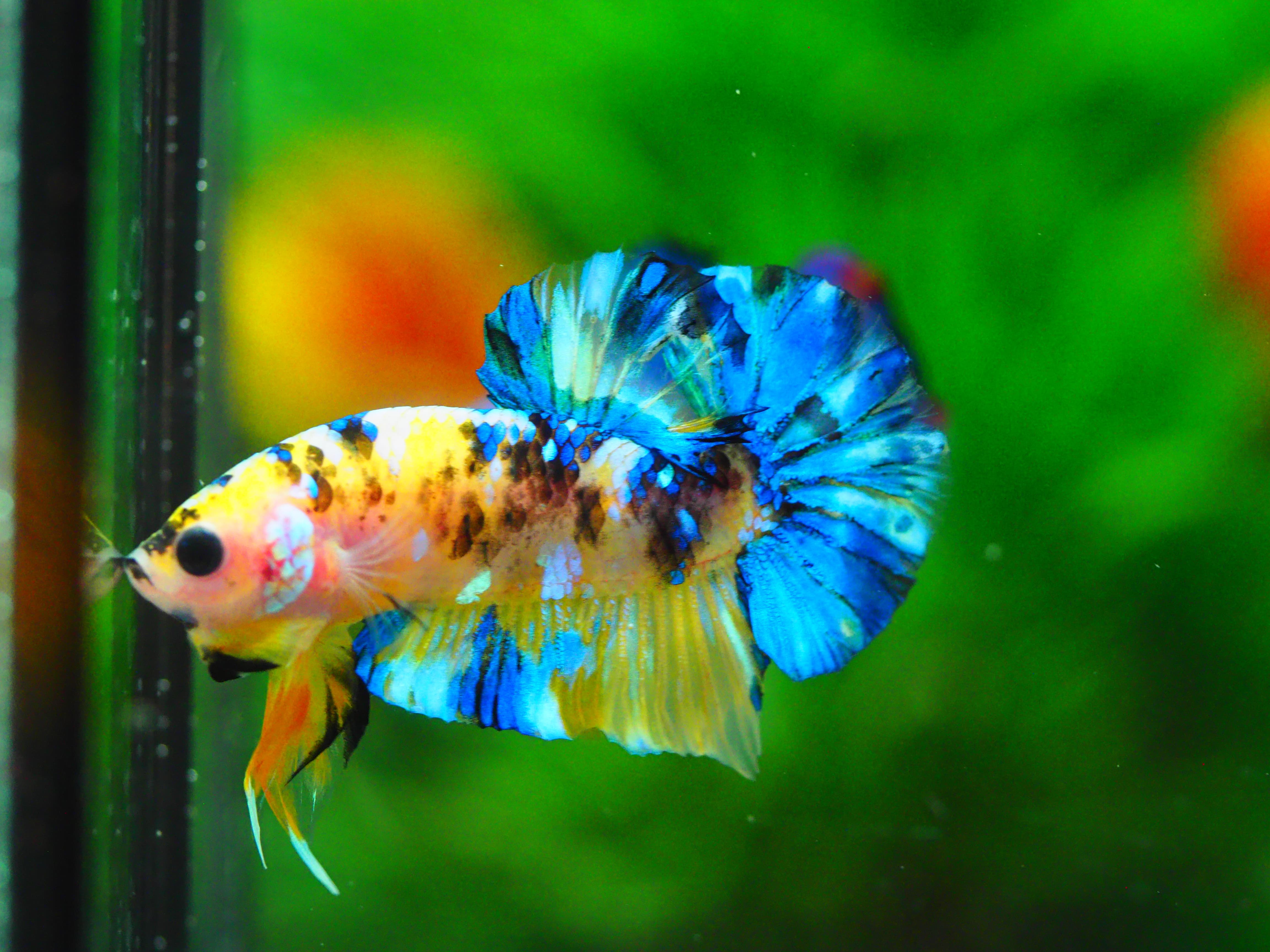 HMPK KOI YELLOW MALE GRADE A +++