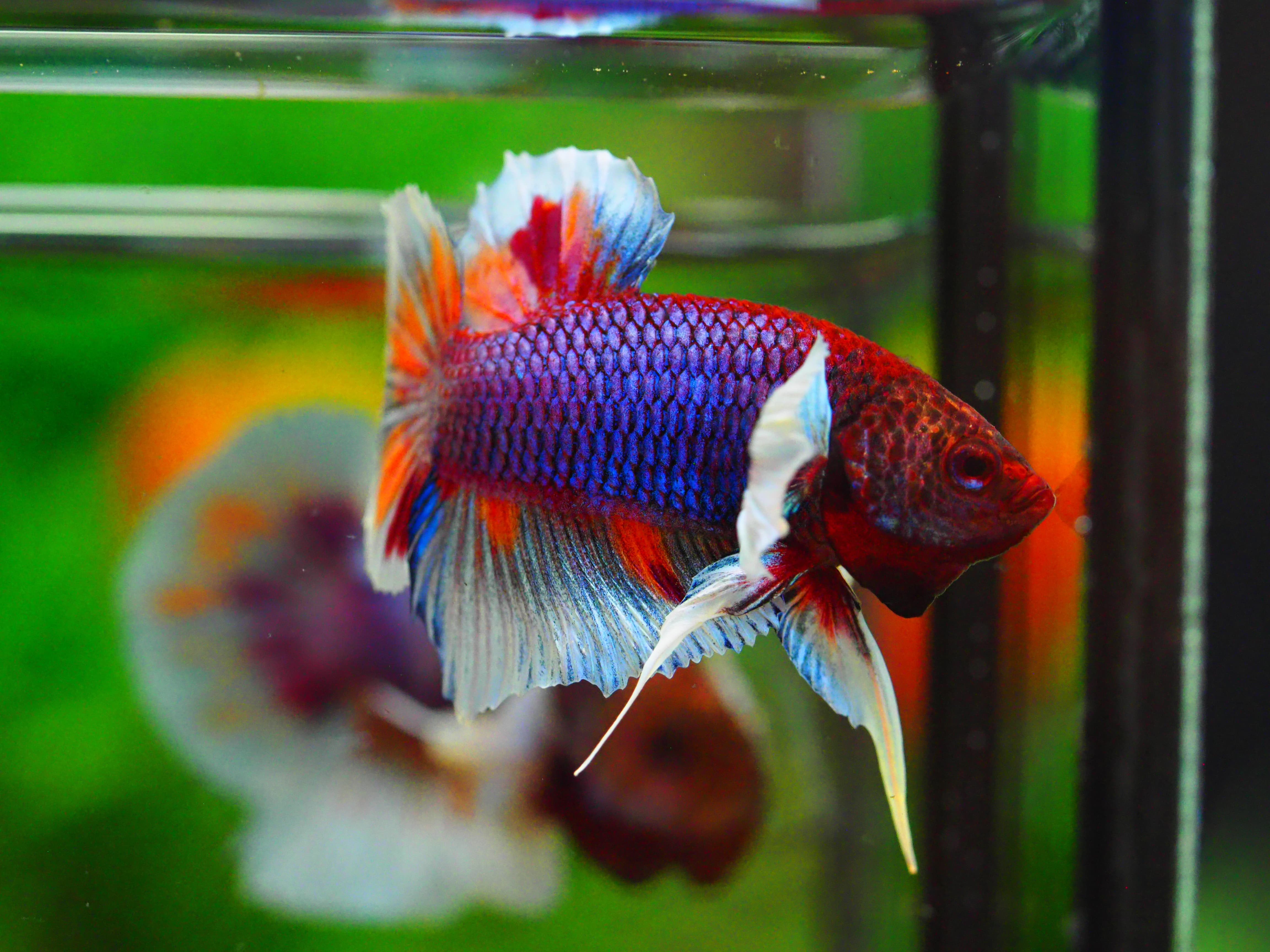 HMPK DUMBO MALE GRADE A +++