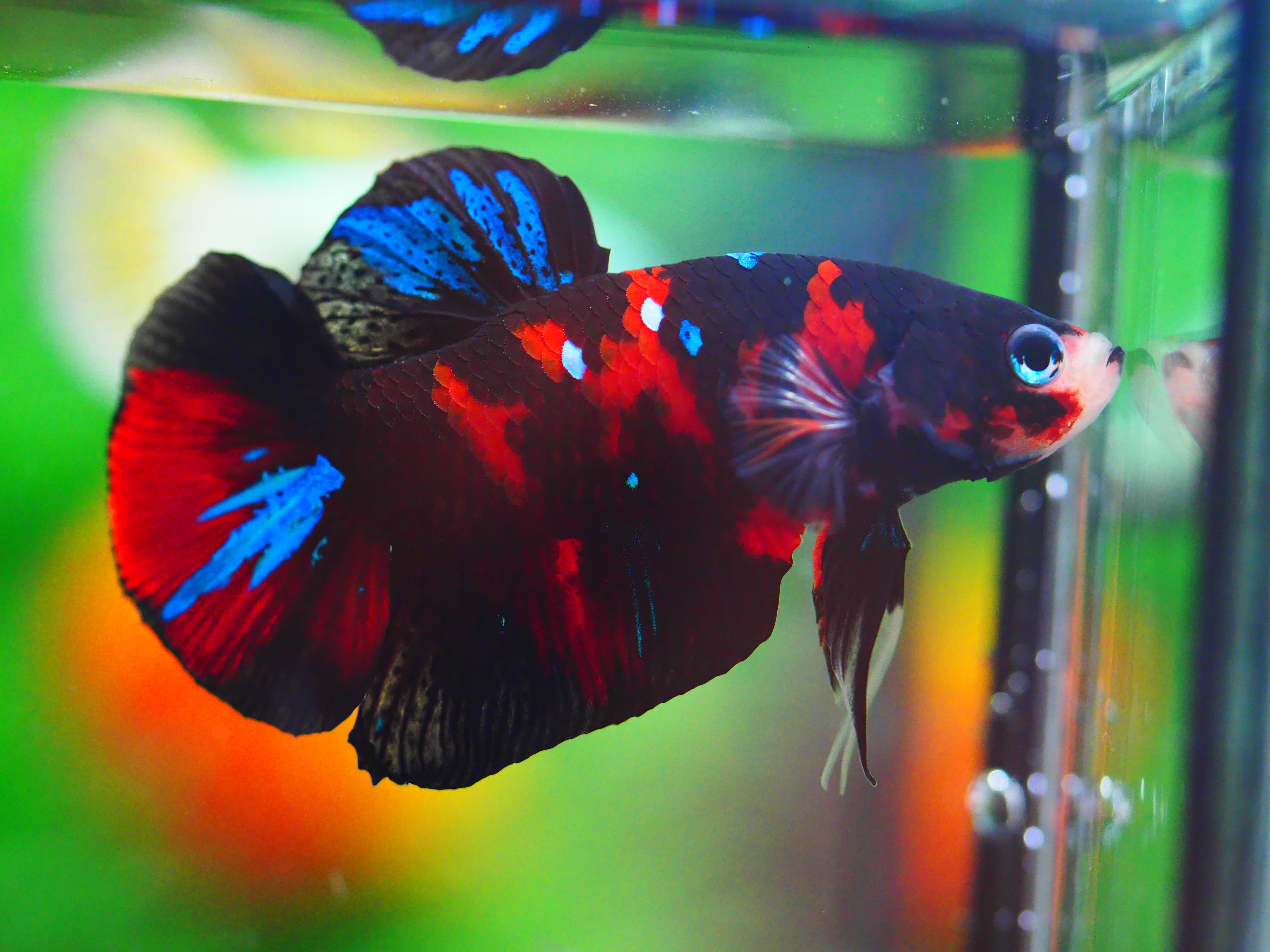 HMPK KOI GALAXY MALE GRADE A +++