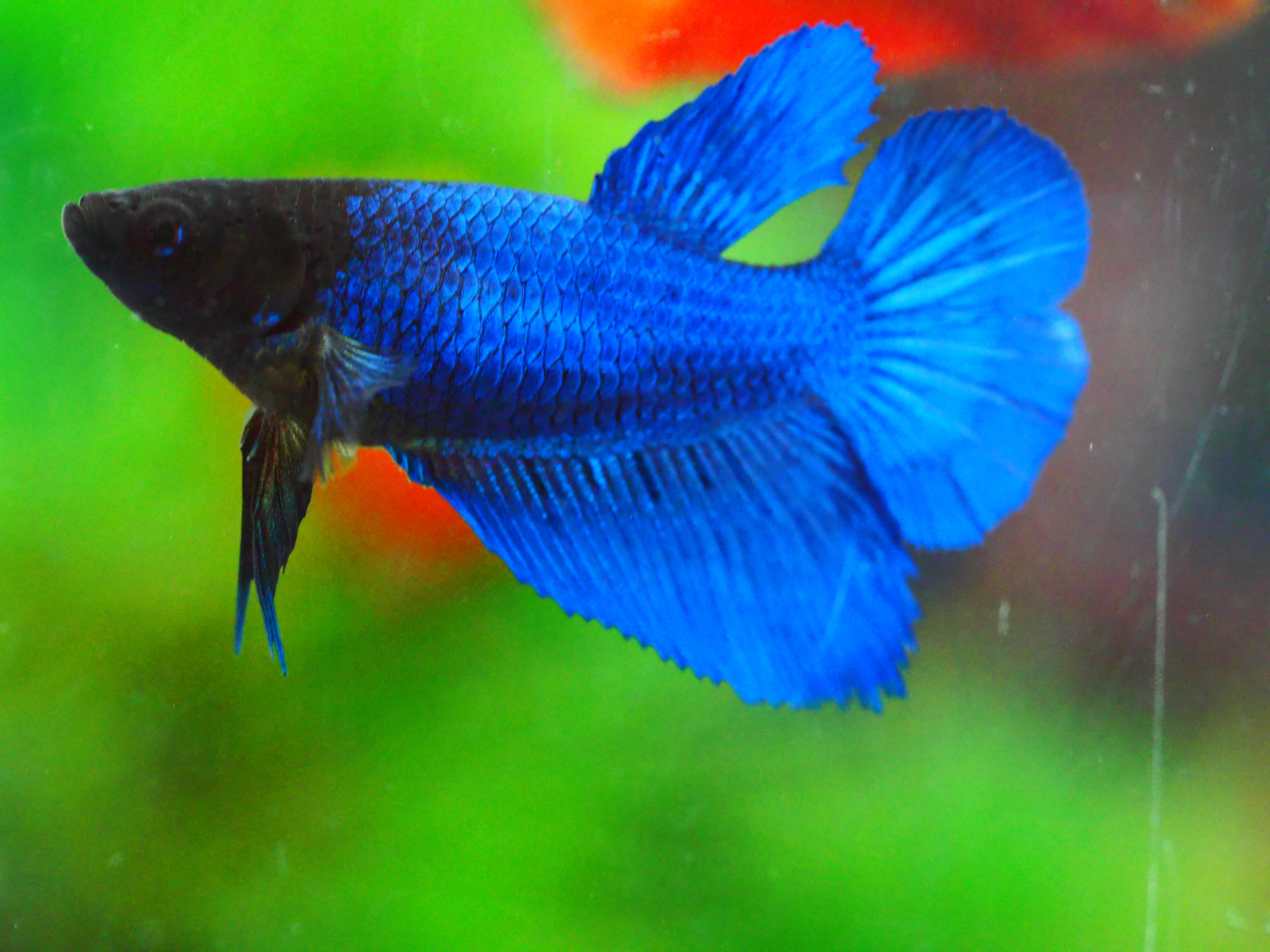 HM FANCY FNMALE GRADE A +++