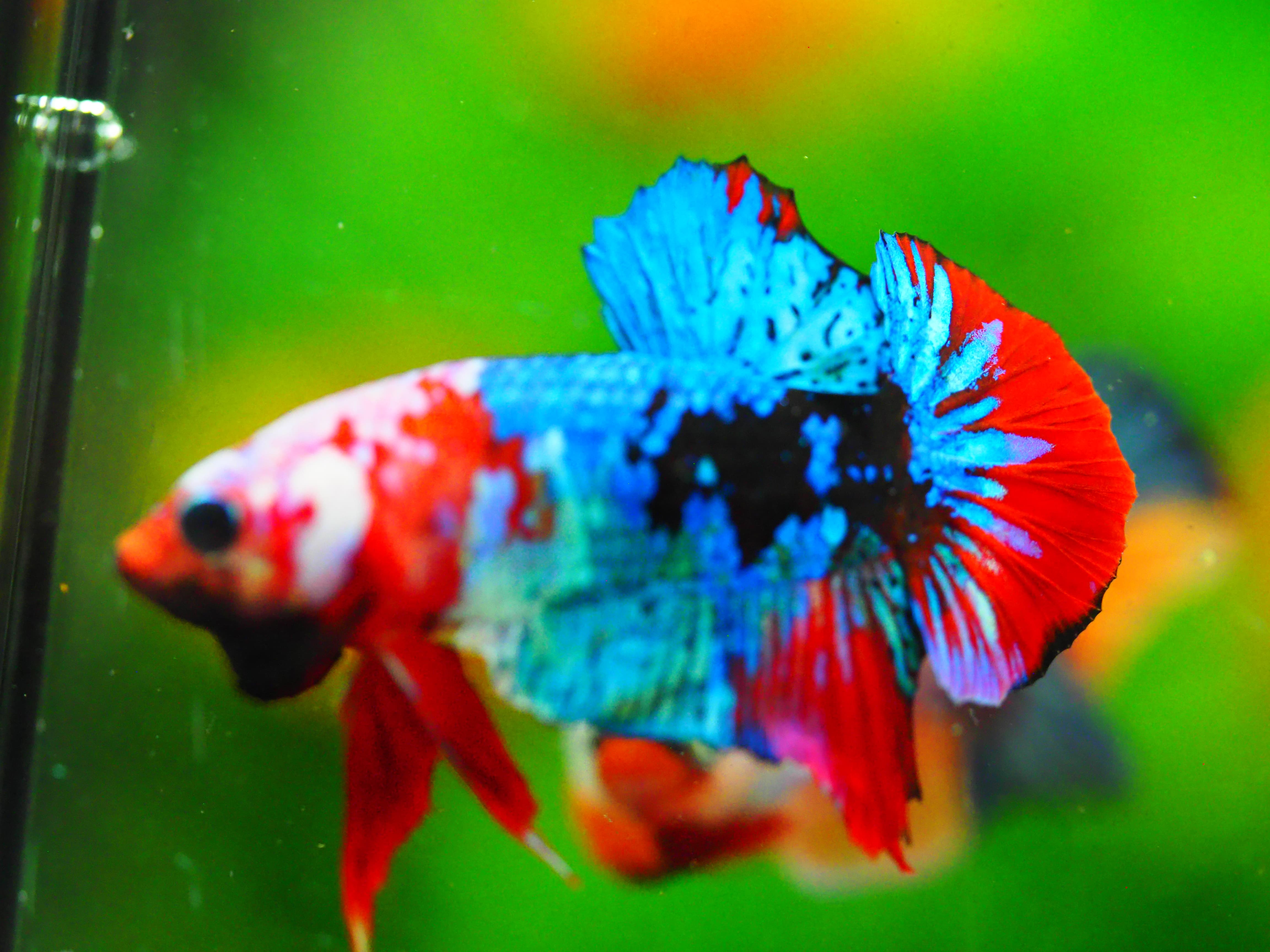 HMPK KOI GALAXY MALE GRADE A +++