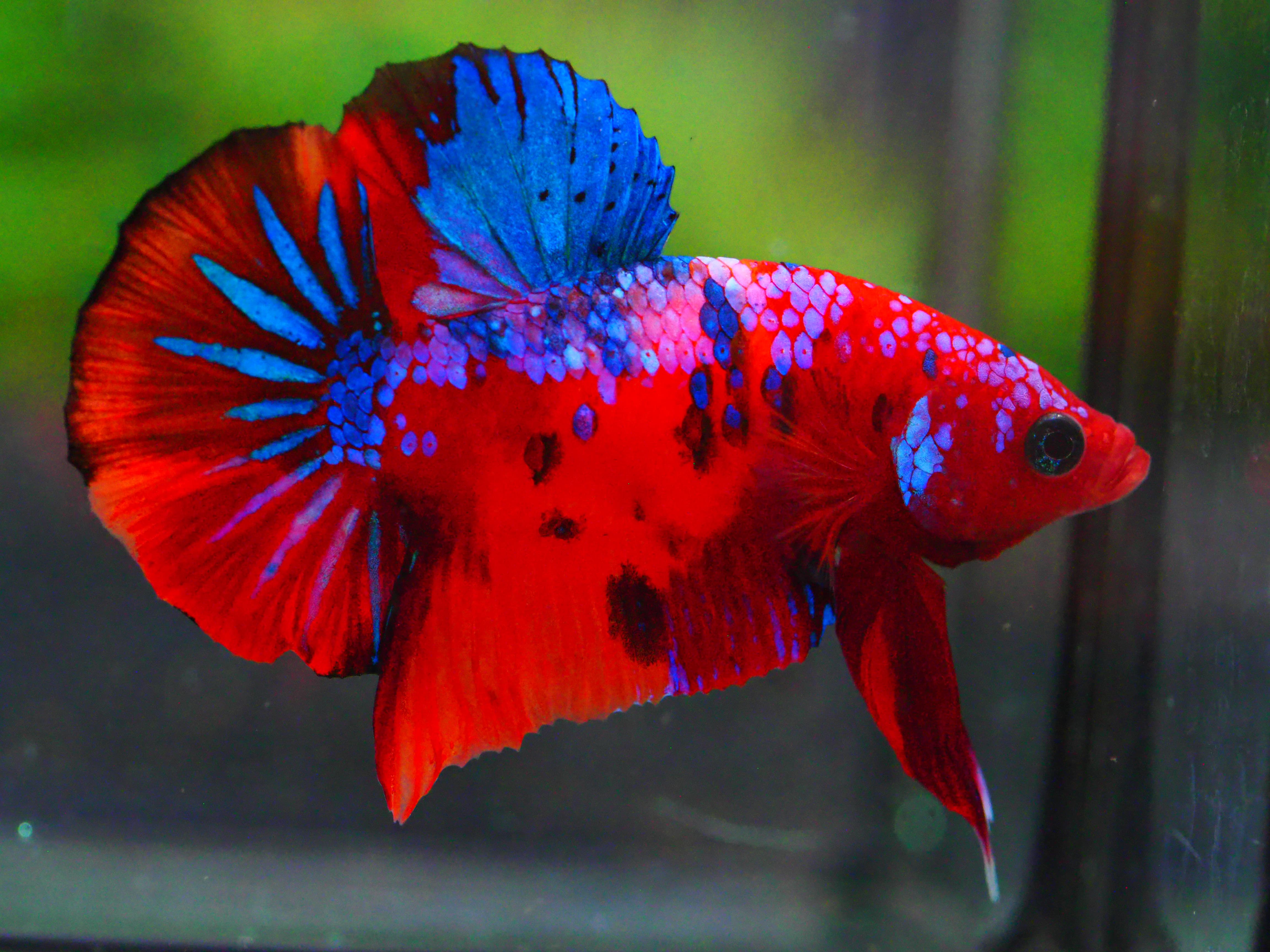 HMPK KOI GALAXY MALE GRADE A +++