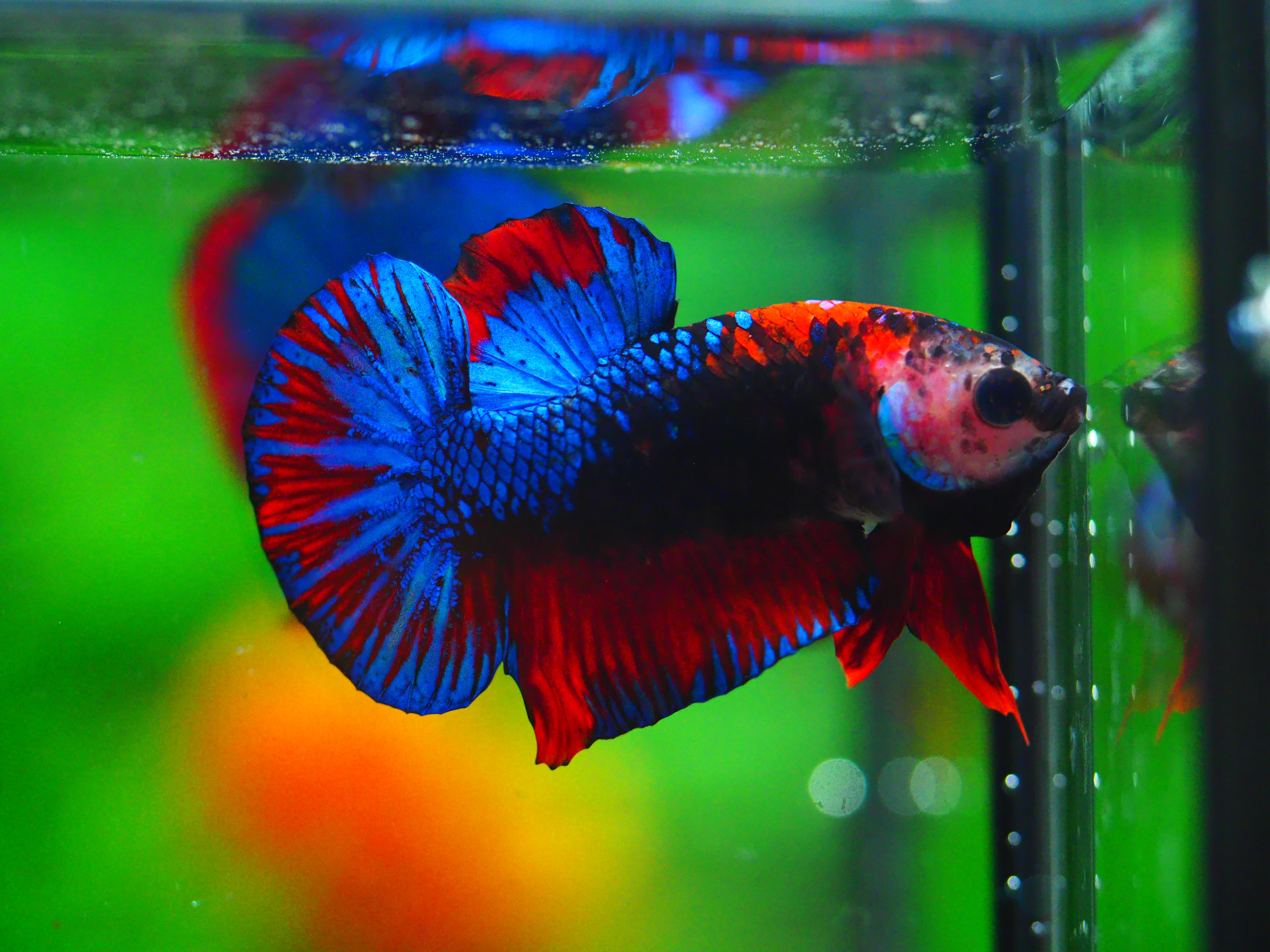 HMPK KOI GALAXY MALE GRADE A +++