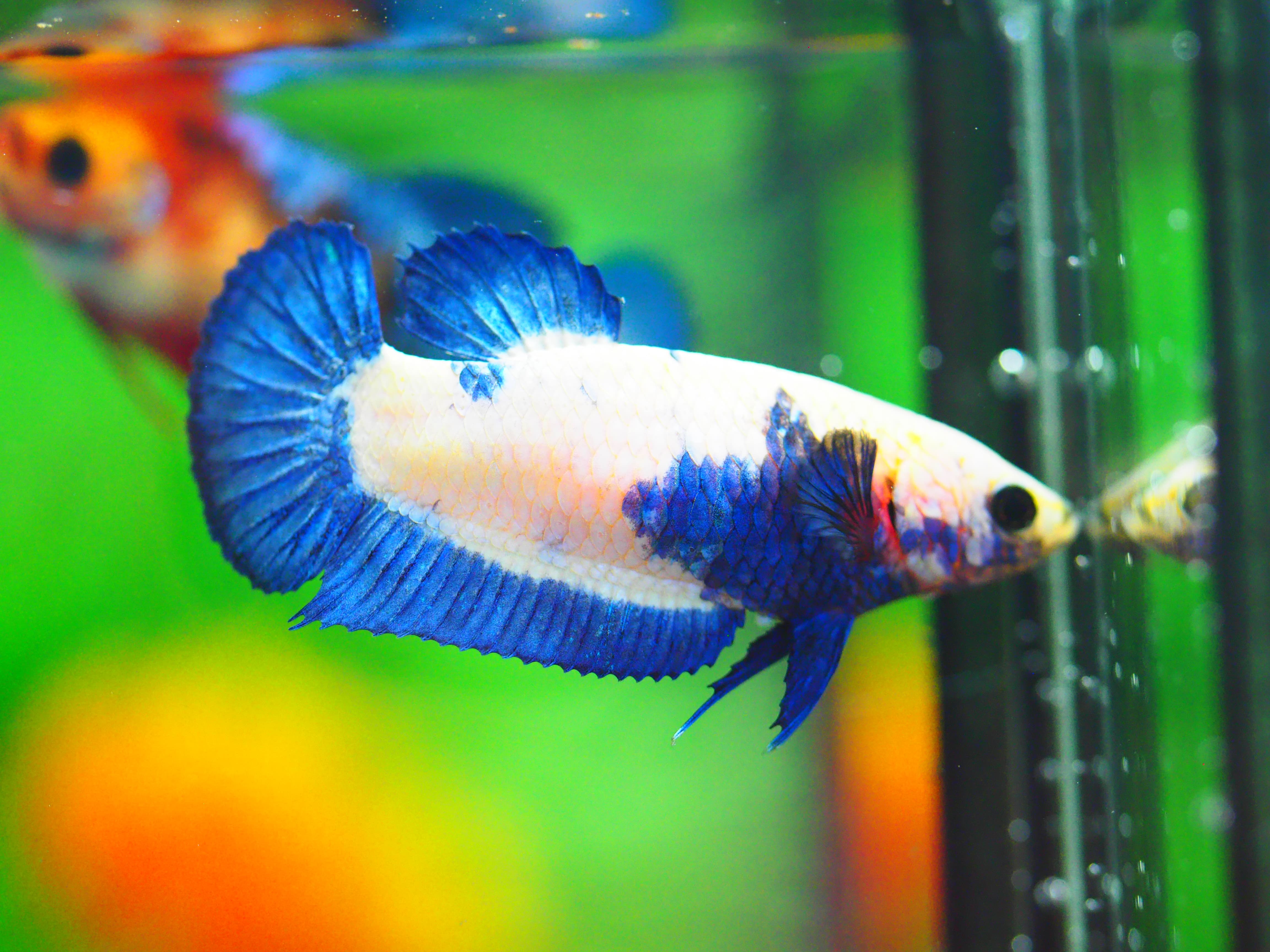 HMPK FANCY FEMALE GRADE A +++