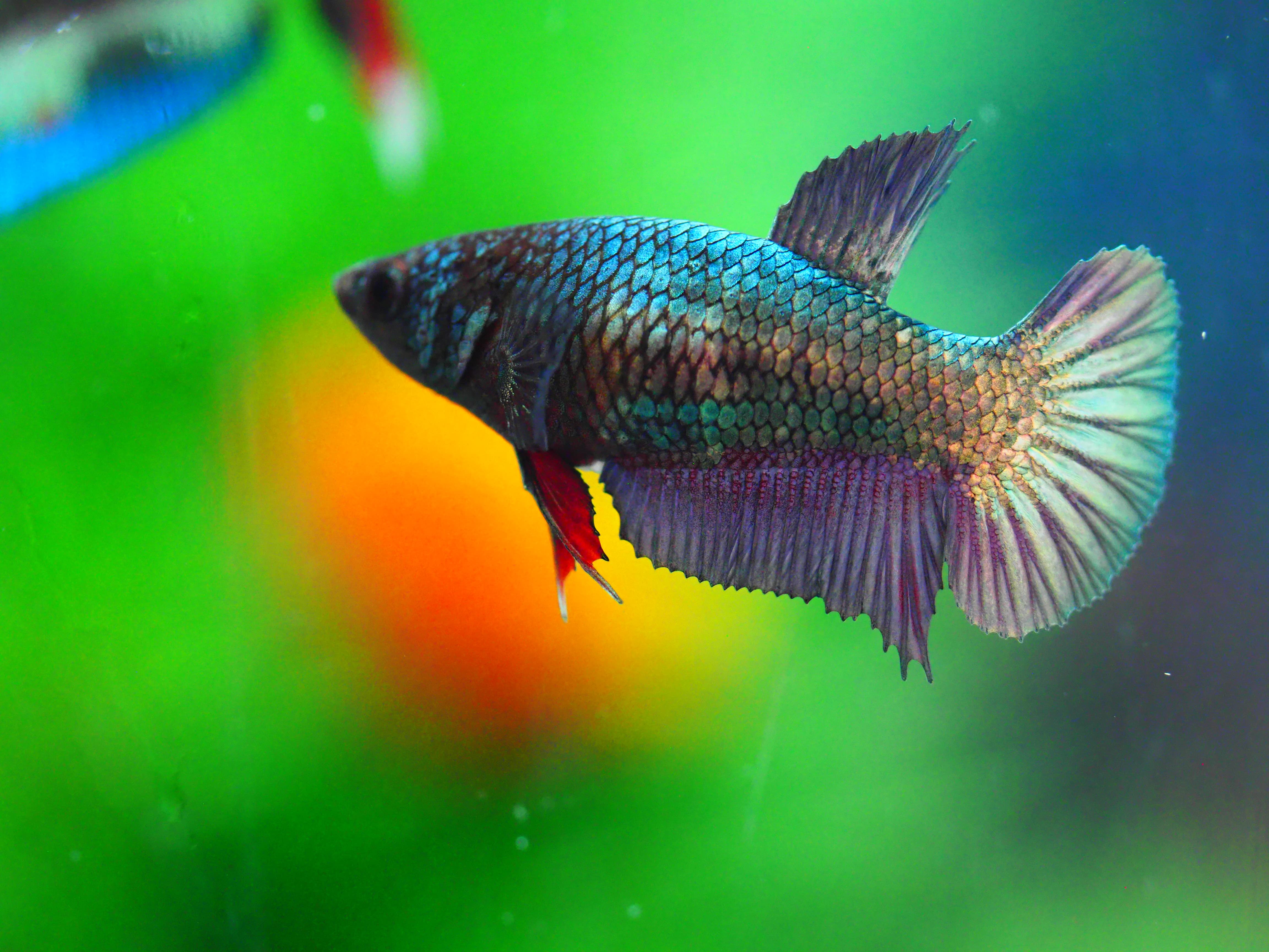 HMPK COPPER FNMALE GRADE A +++