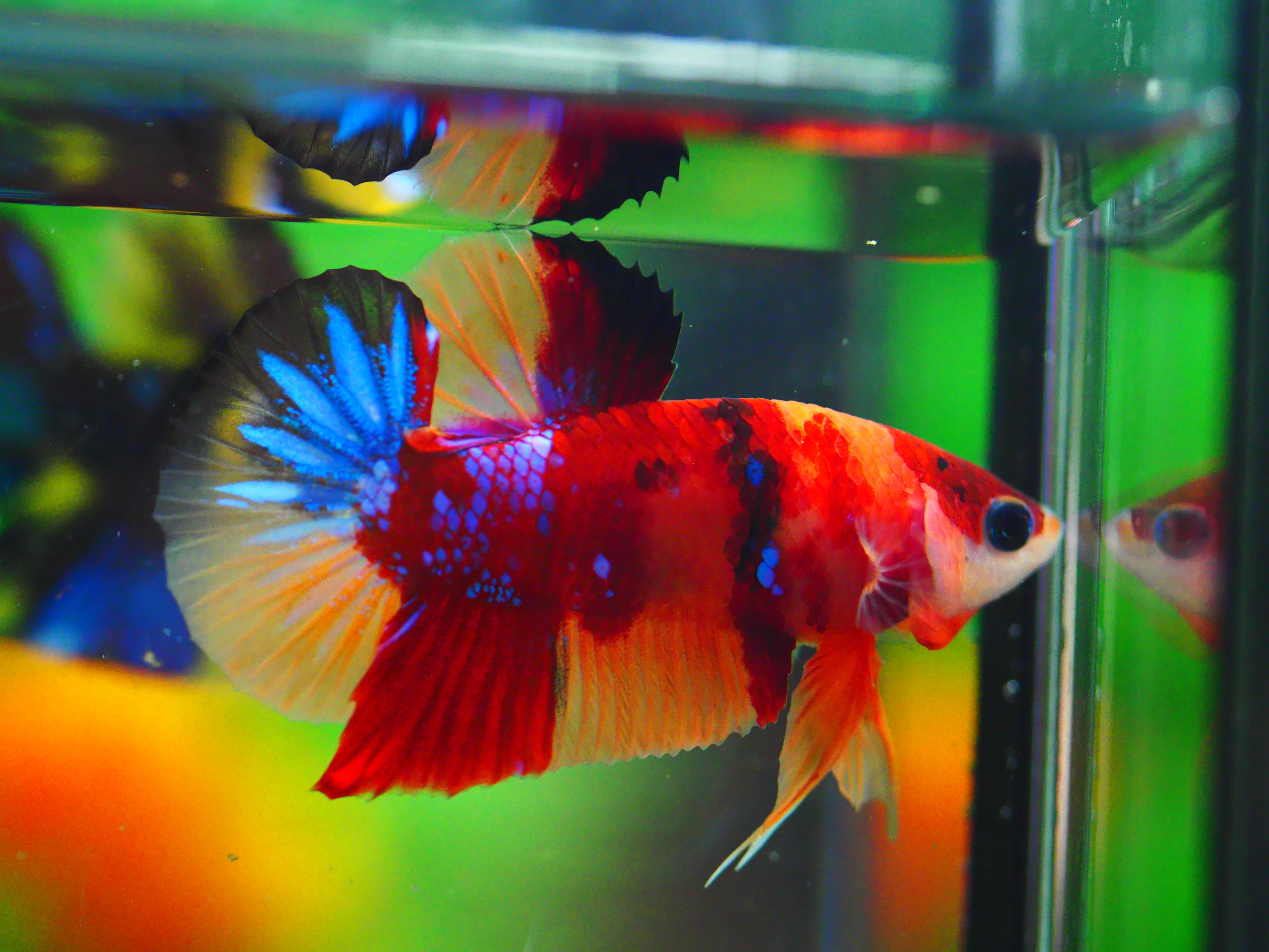 HMPK NEMO MALE GRADE A +++