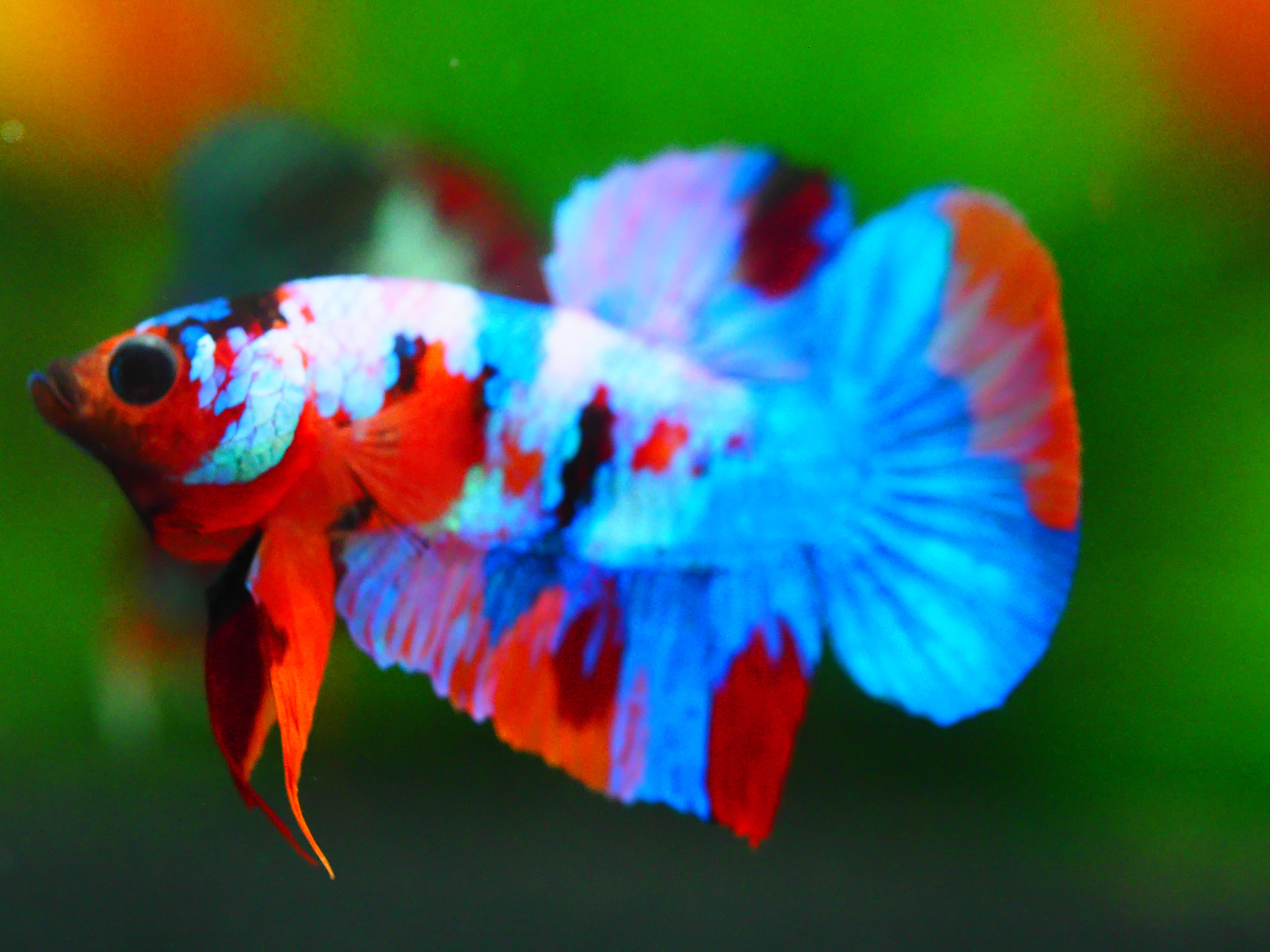 HMPK KOI GALAXY MALE GRADE A +++