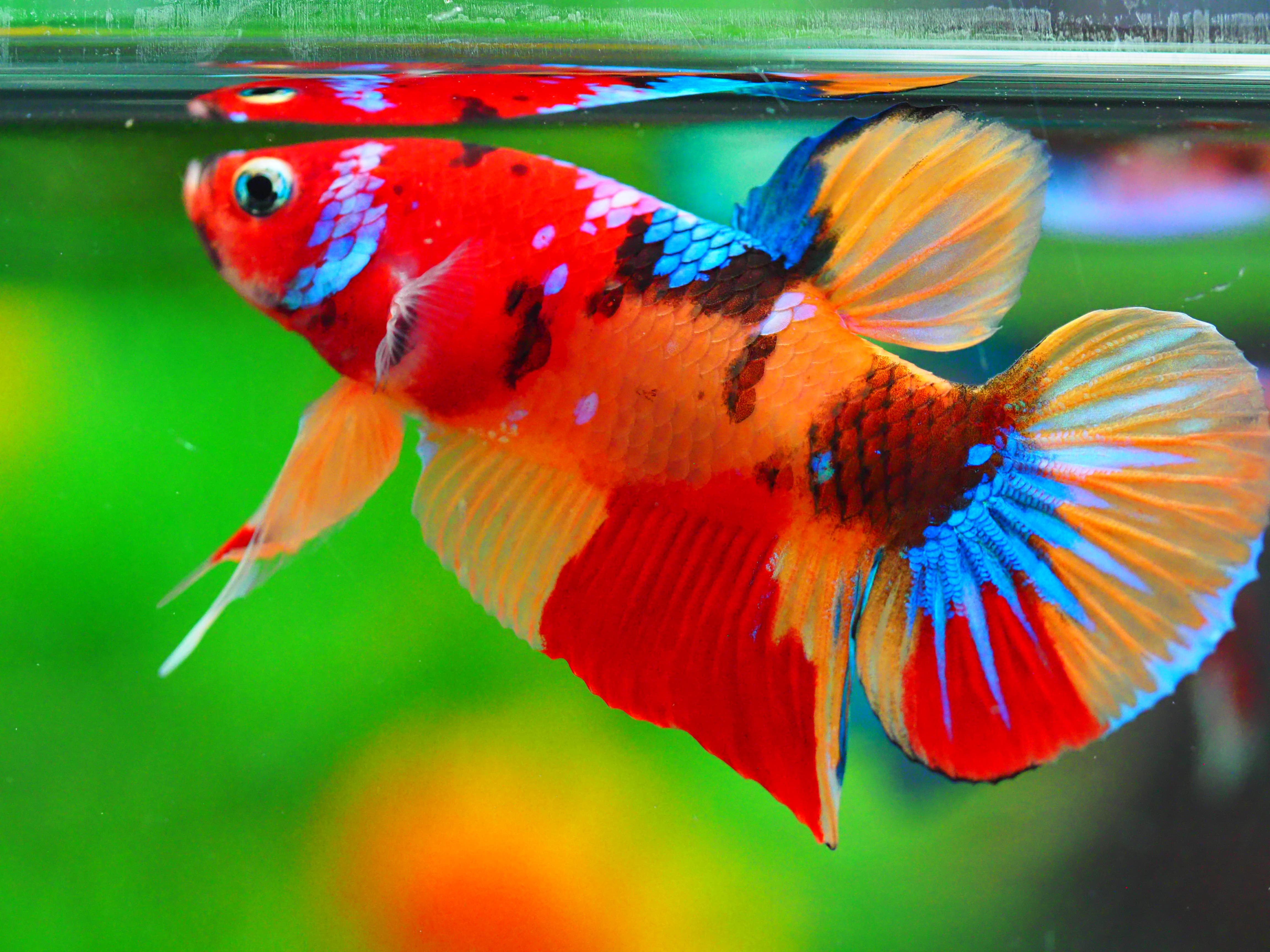 HMPK NEMO GALAXY MALE GRADE A +++