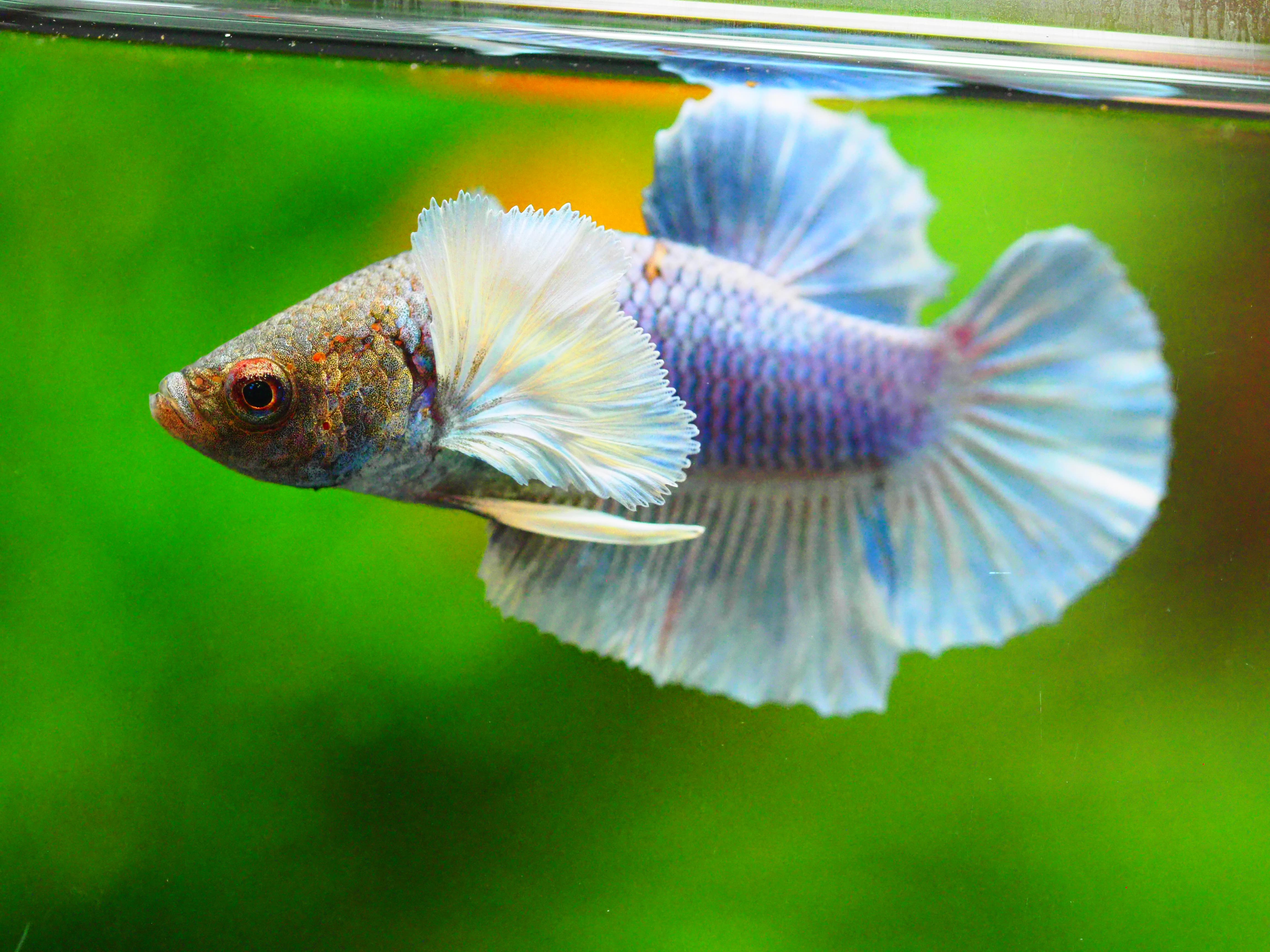 HMPK DUMBO MALE GRADE A +++