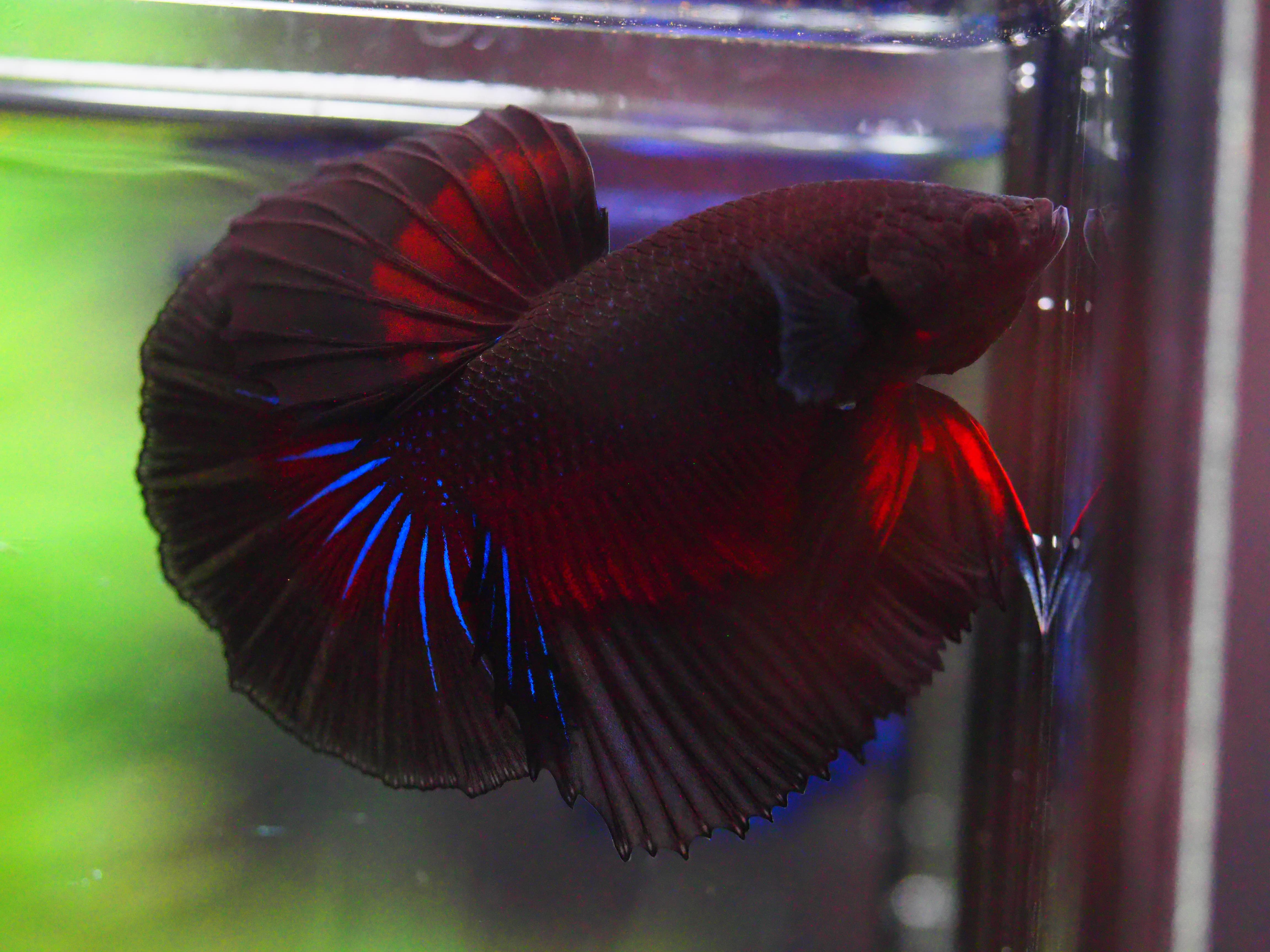 HM FANCY MALE GRADE A +++