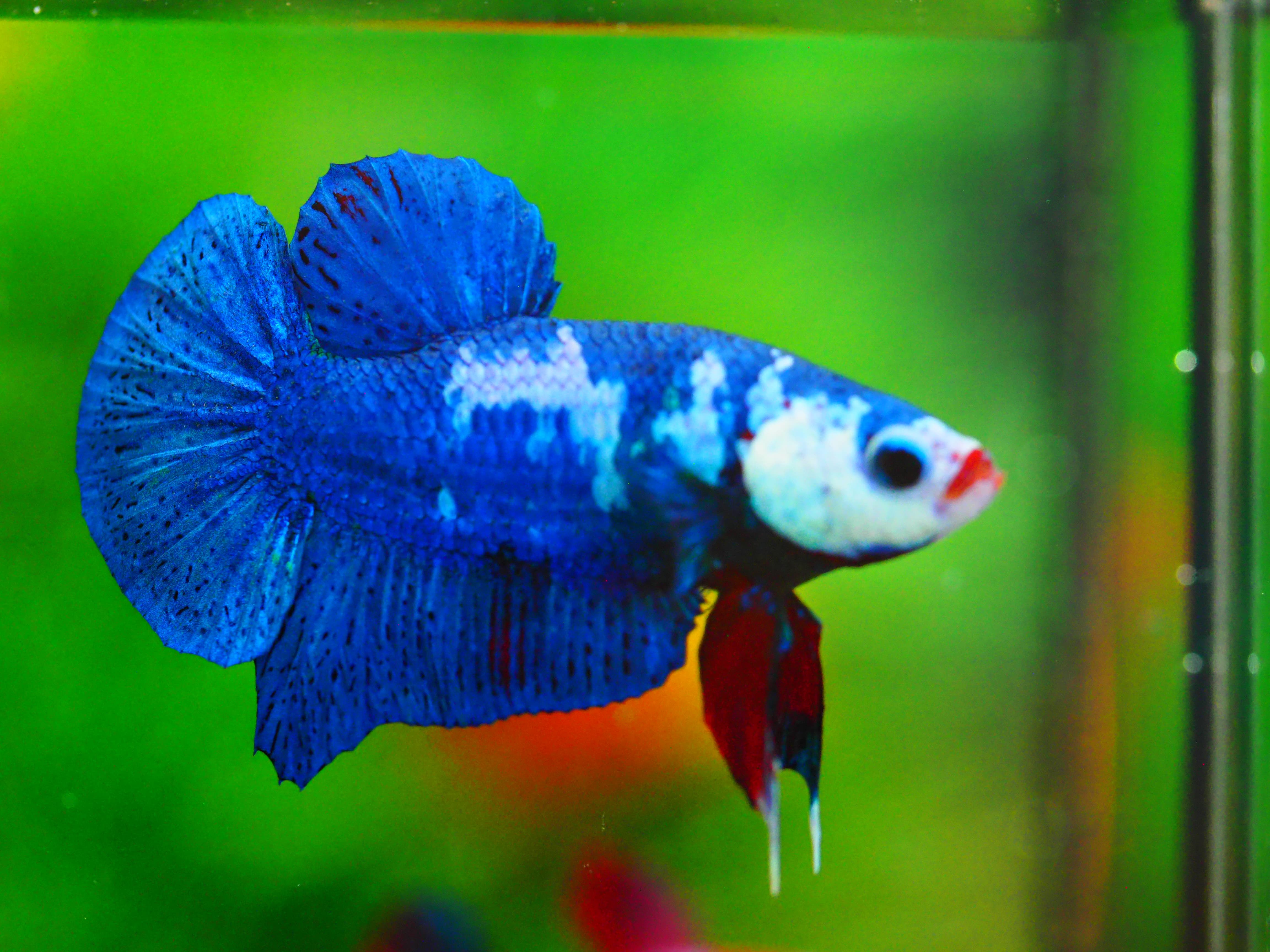 HMPK KOI GALAXY MALE GRADE A +++