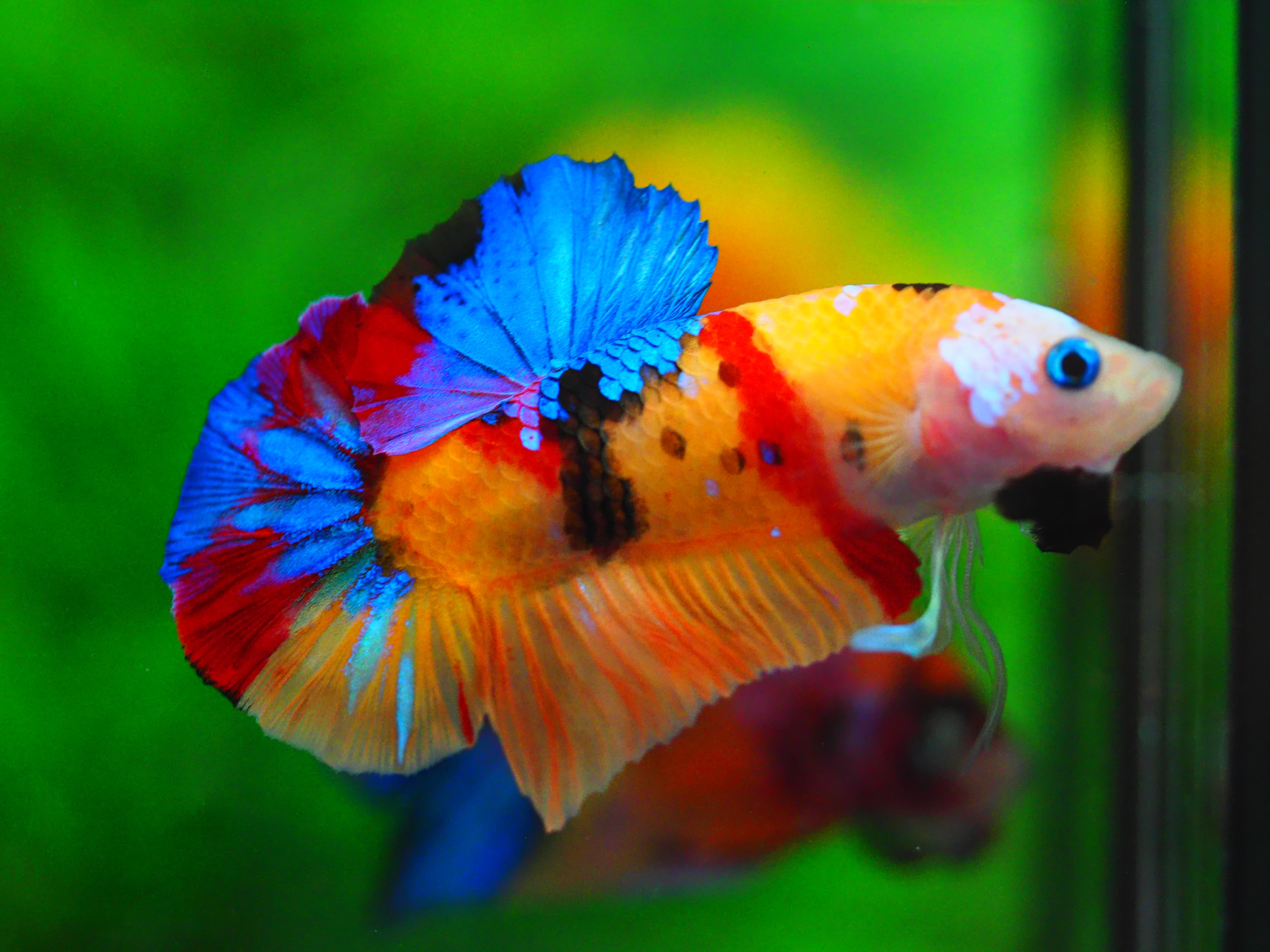HMPK NEMO MALE GRADE A+++