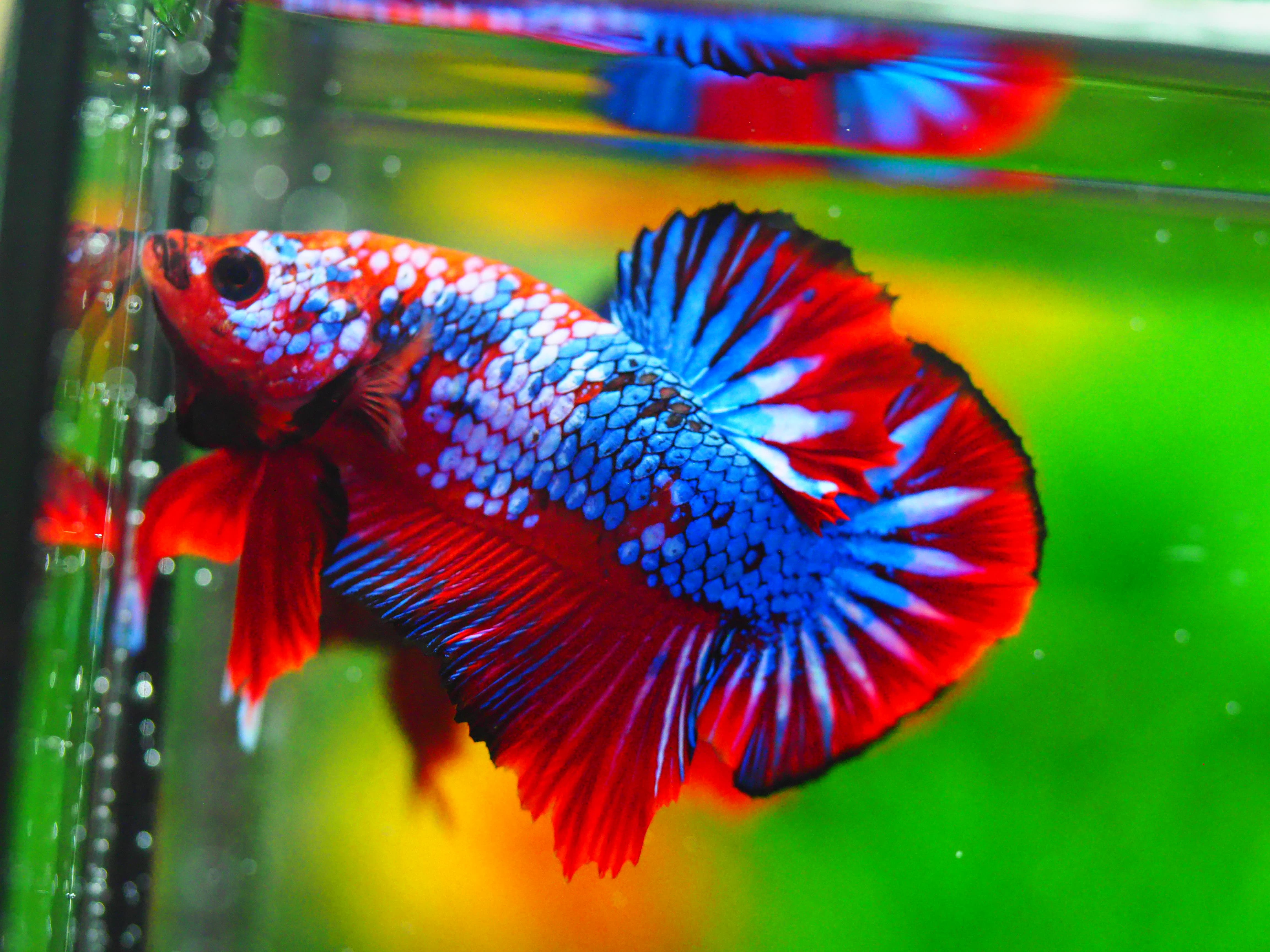 HMPK FANCY MALE GRADE A +++