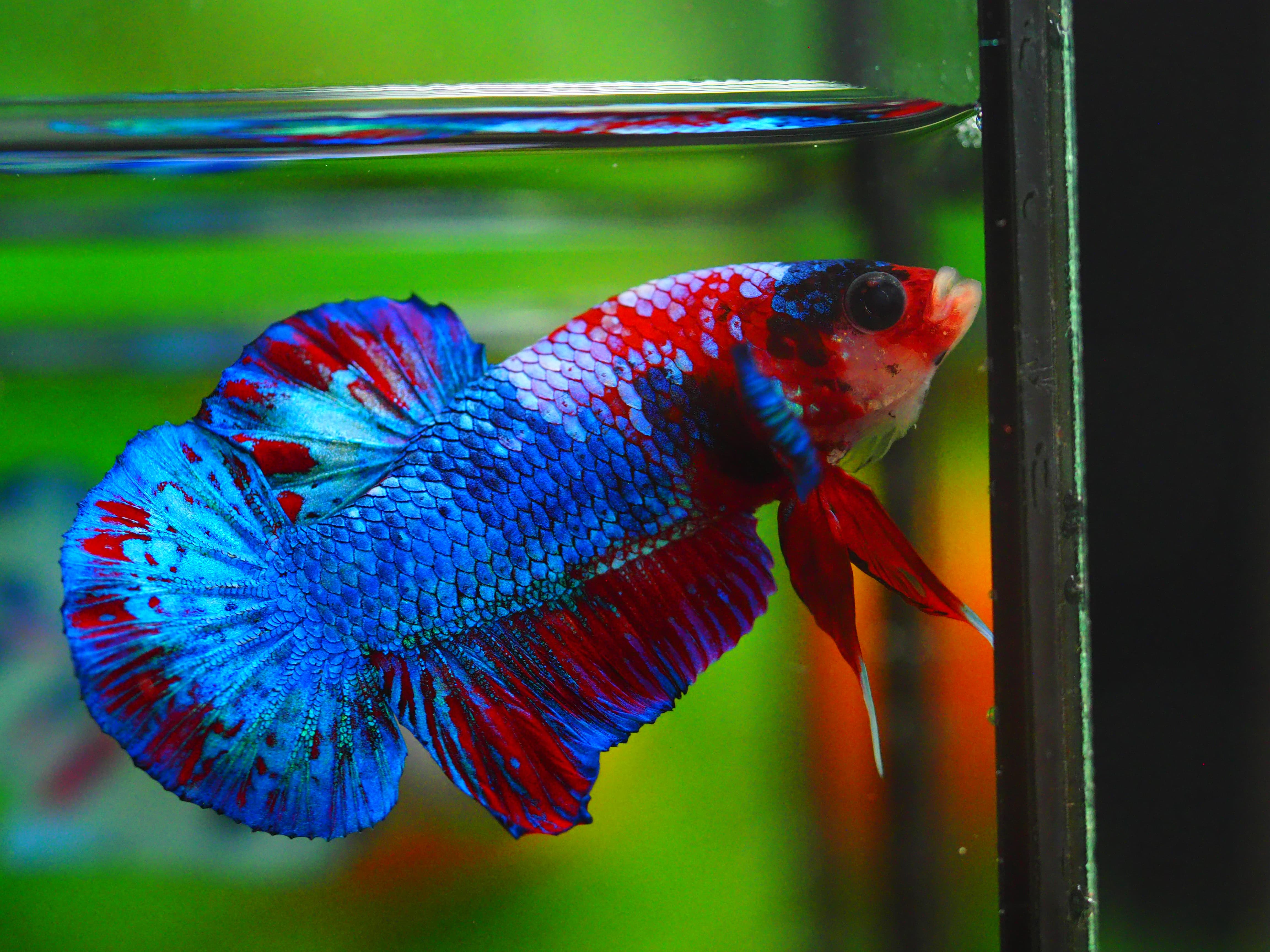 HMPK KOI GALAXY MALE GRADE A++