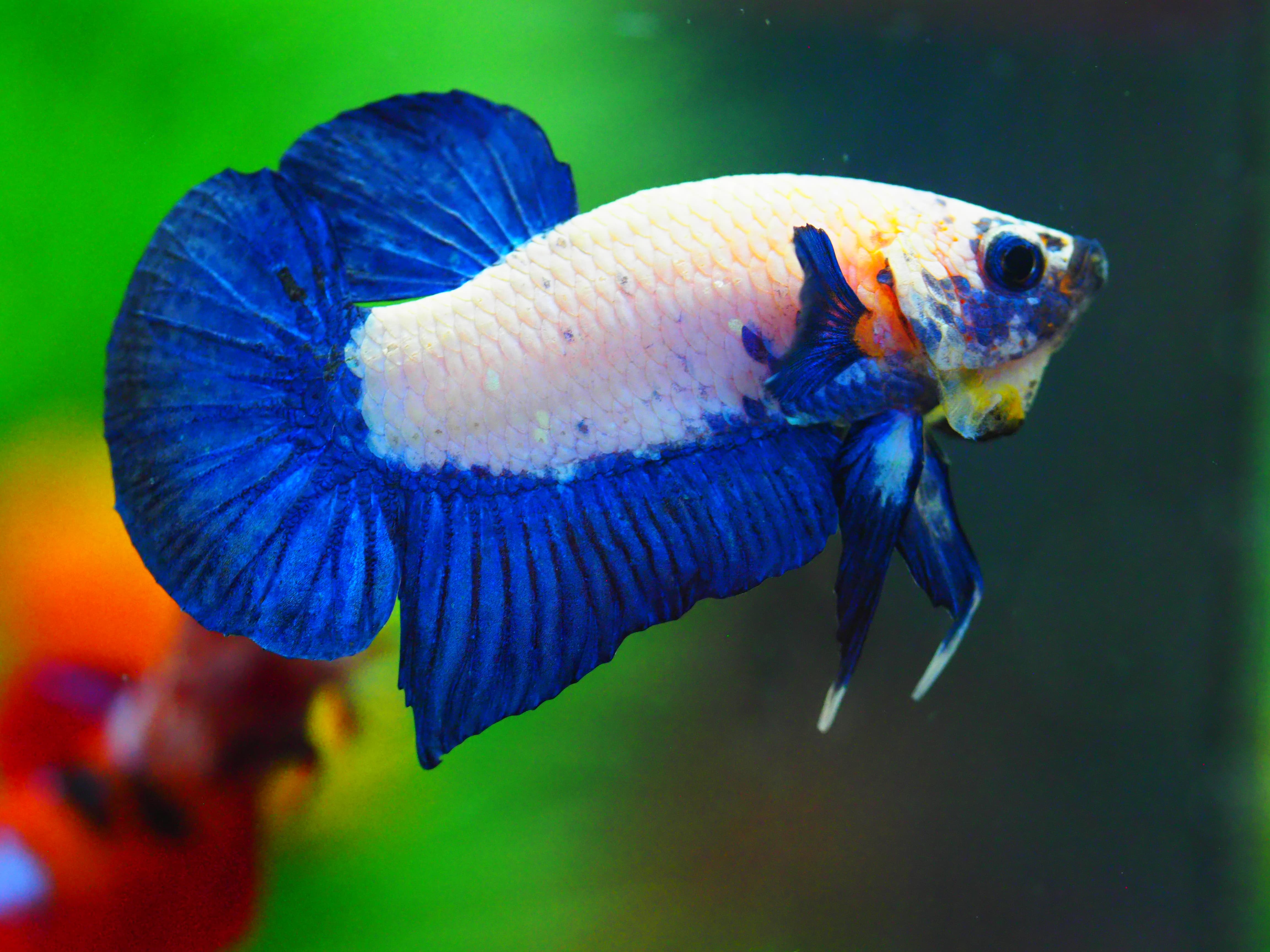 HMPK FANCY MALE GRADE A +++