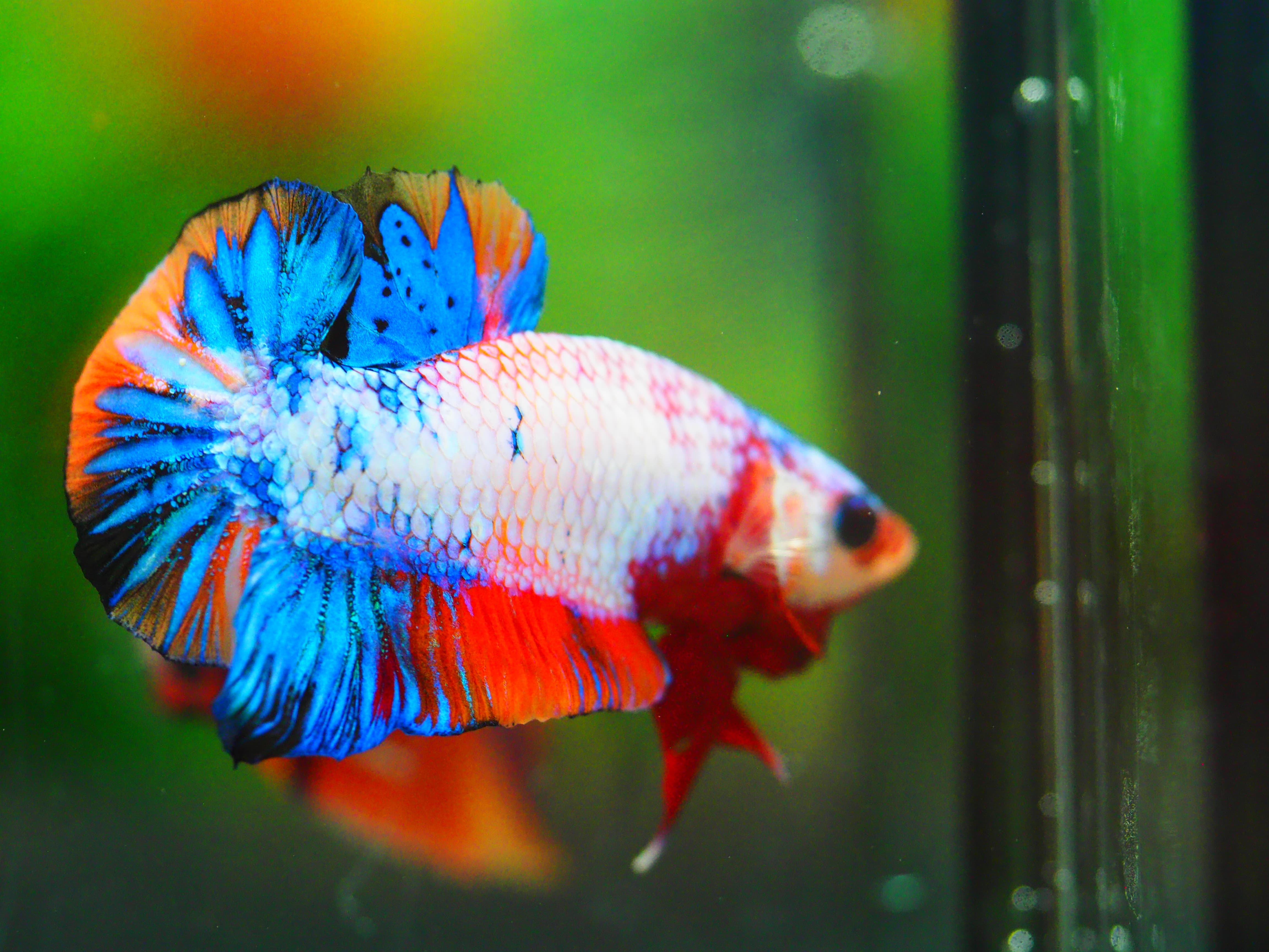 HMPK KOI FANCY MALE GRADE A +++
