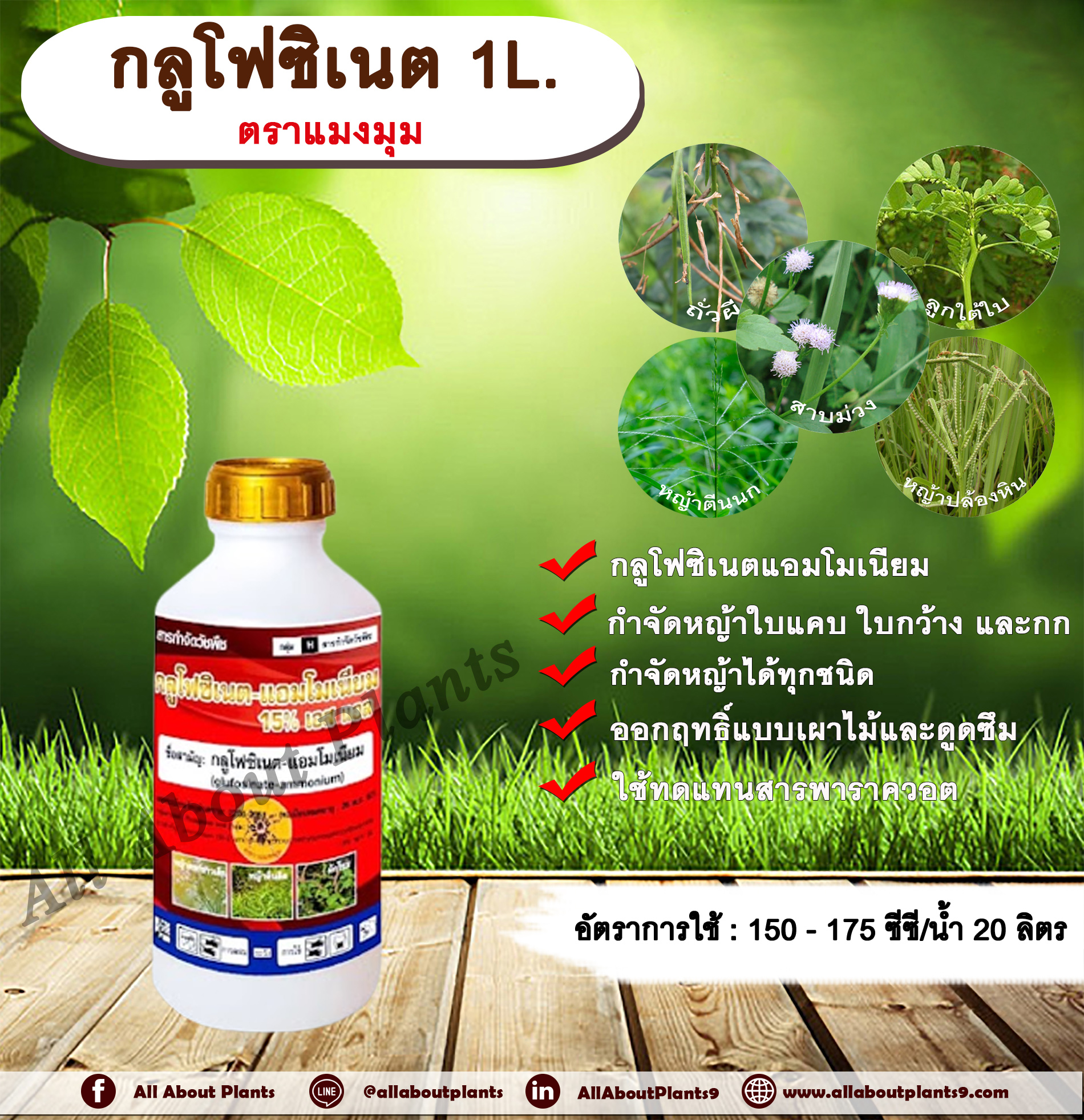 กลูโฟซิเนต ตราแมงมุม 1L. กลูโฟซิเนตแอมโมเนียม สารกำจัดวัชพืช กำจัดหญ้าใบแคบ ใบกว้าง กก หญ้าทุกชนิด ชิ้น