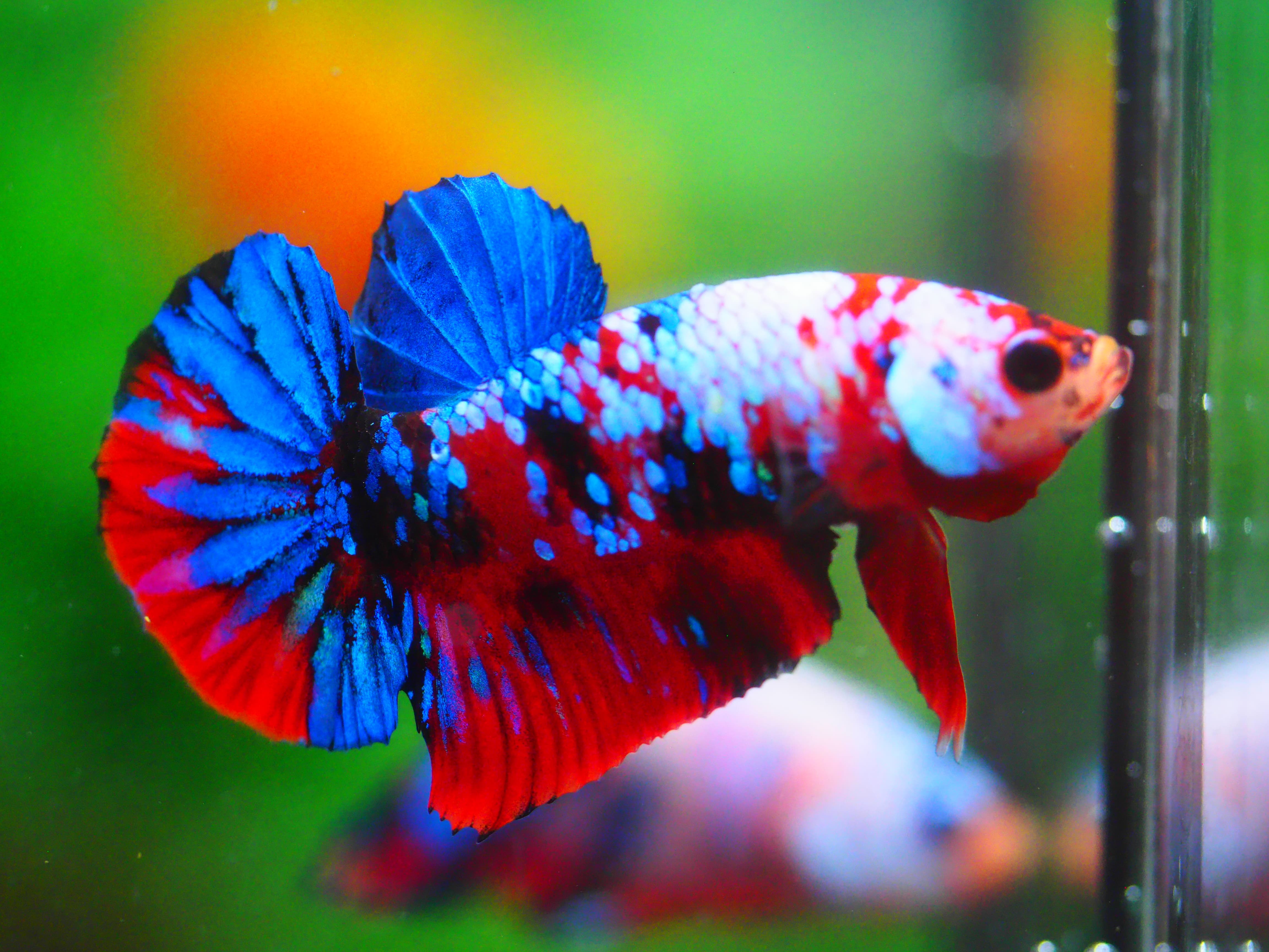 HMPK KOI GALAXY MALE GRADE A +++