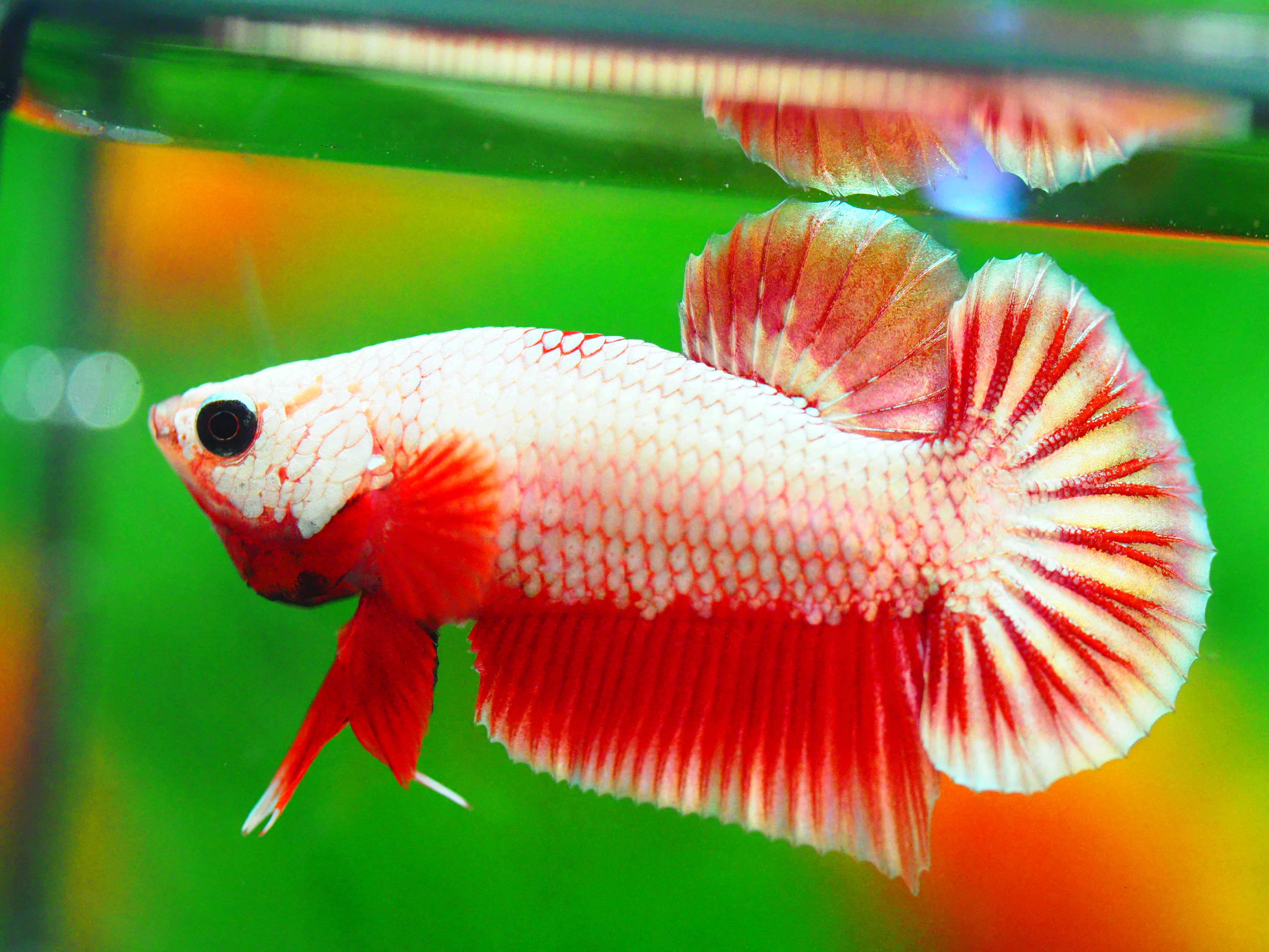 HMPK FANCY MALE GRADE A +++