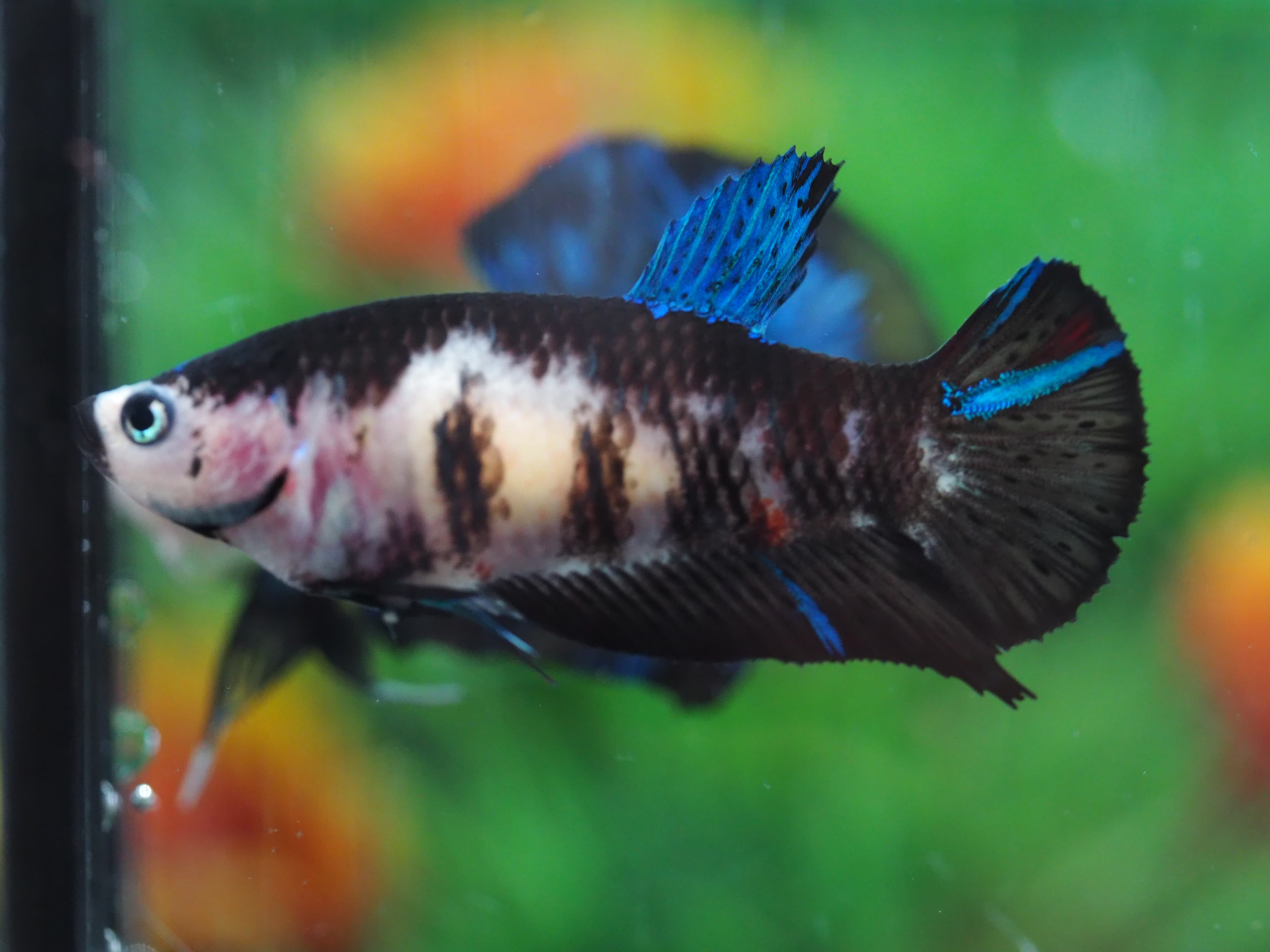 HMPK KOI GALAXY FEMALE GRADE A+++