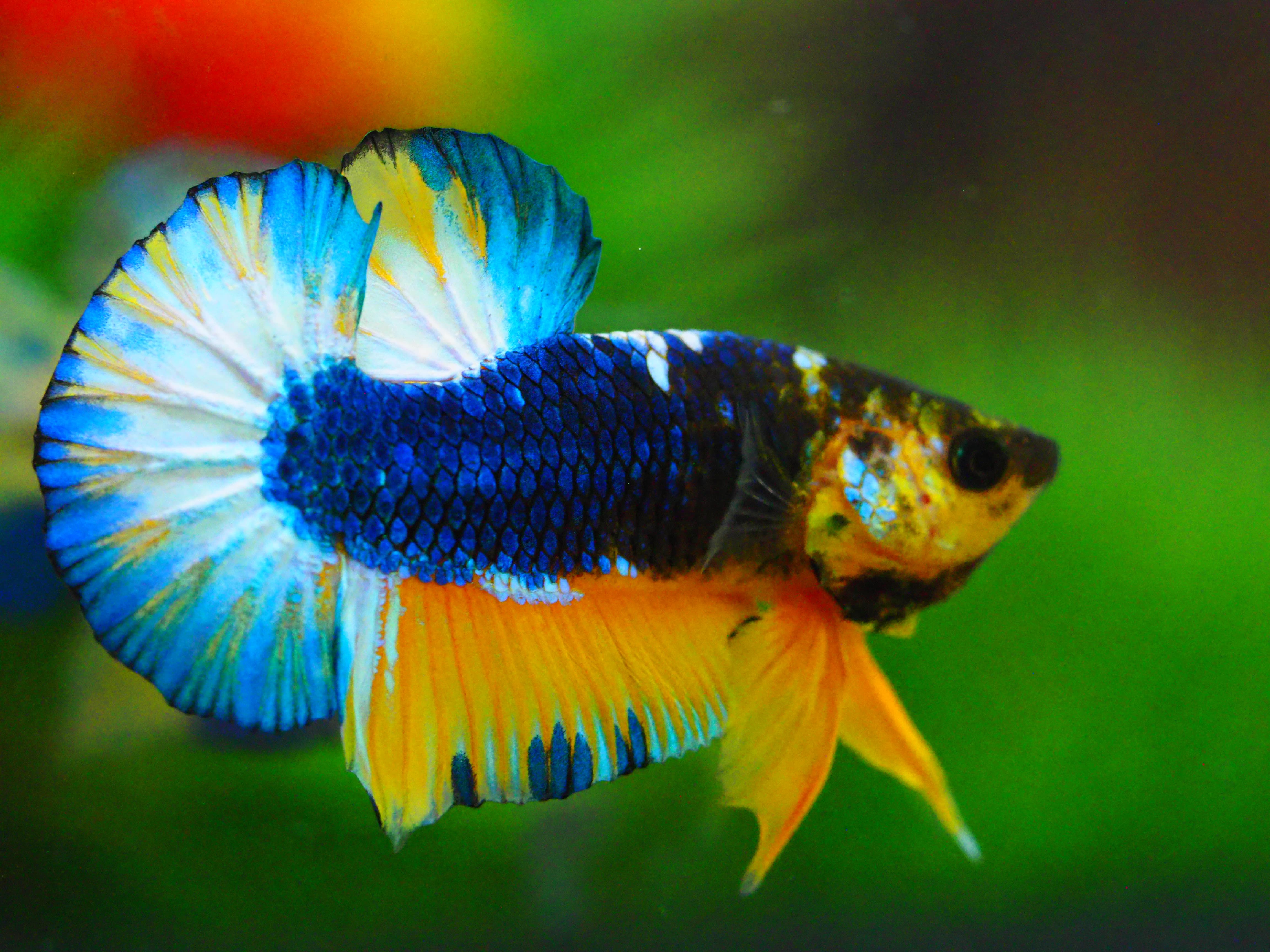HMPK HELL YELLOW MALE GRADE A +++