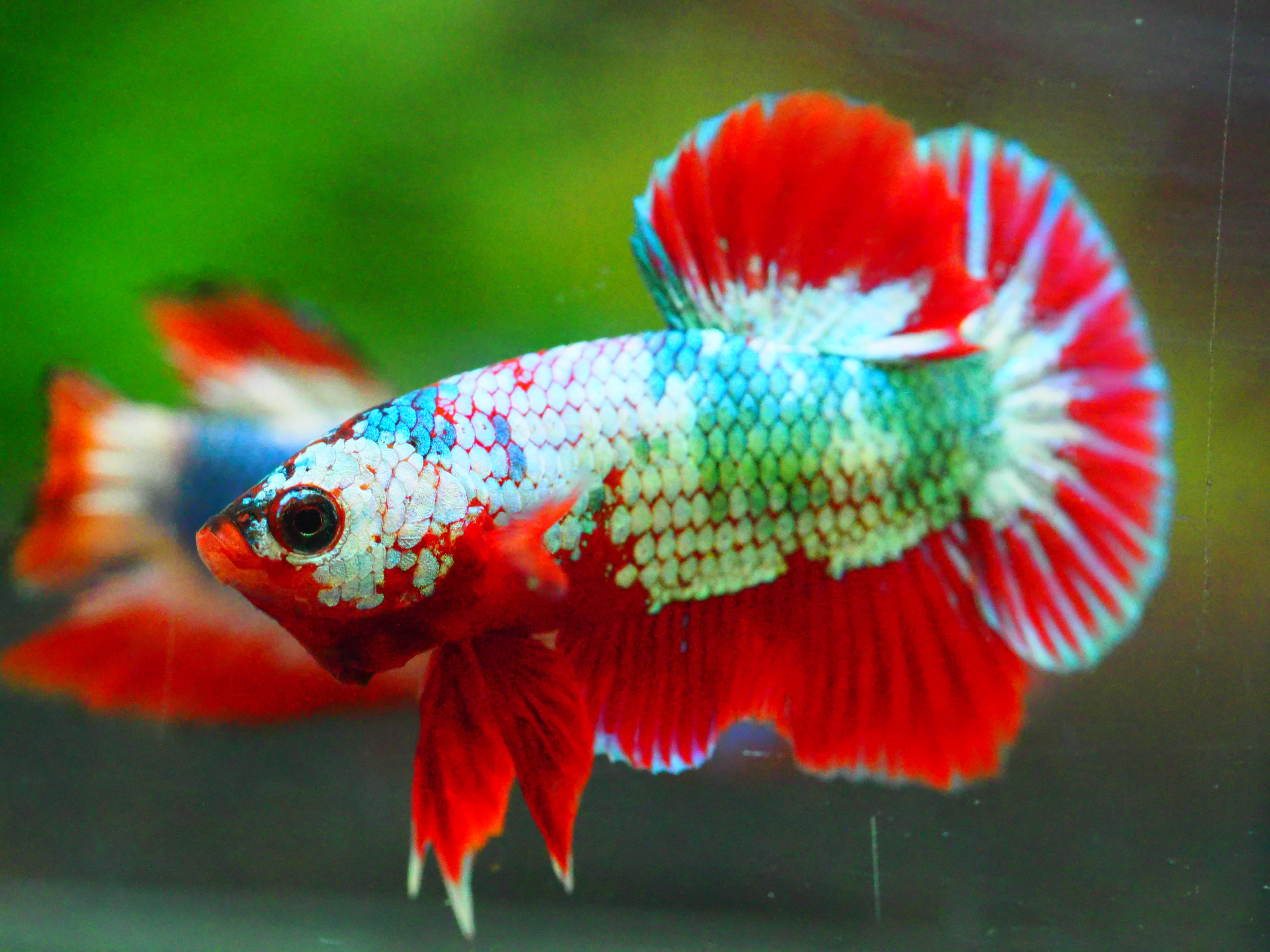 HMPK FANCY MALE GRADE A +++