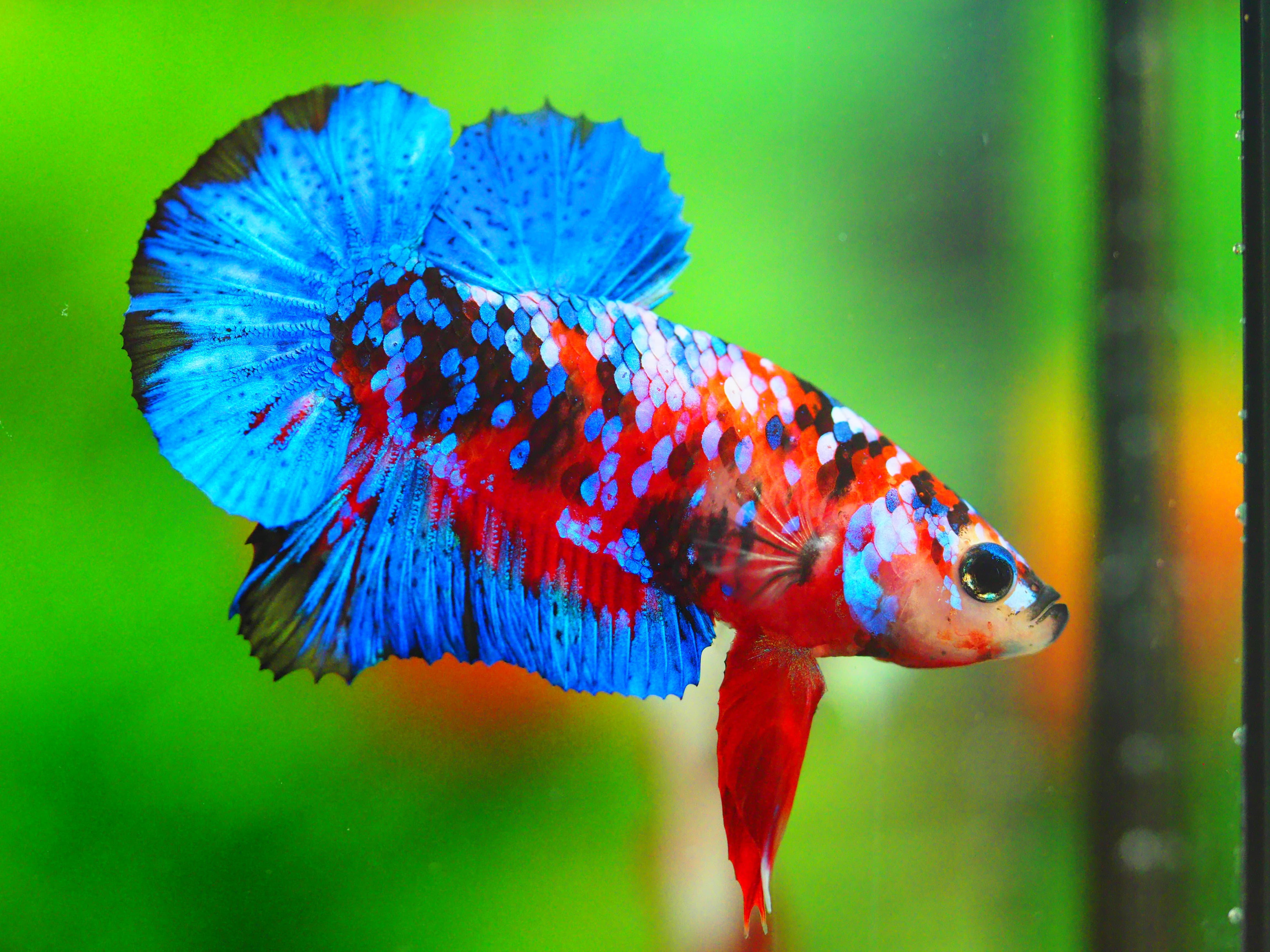 HMPK KOI GALAXY MALE GRADE A +++