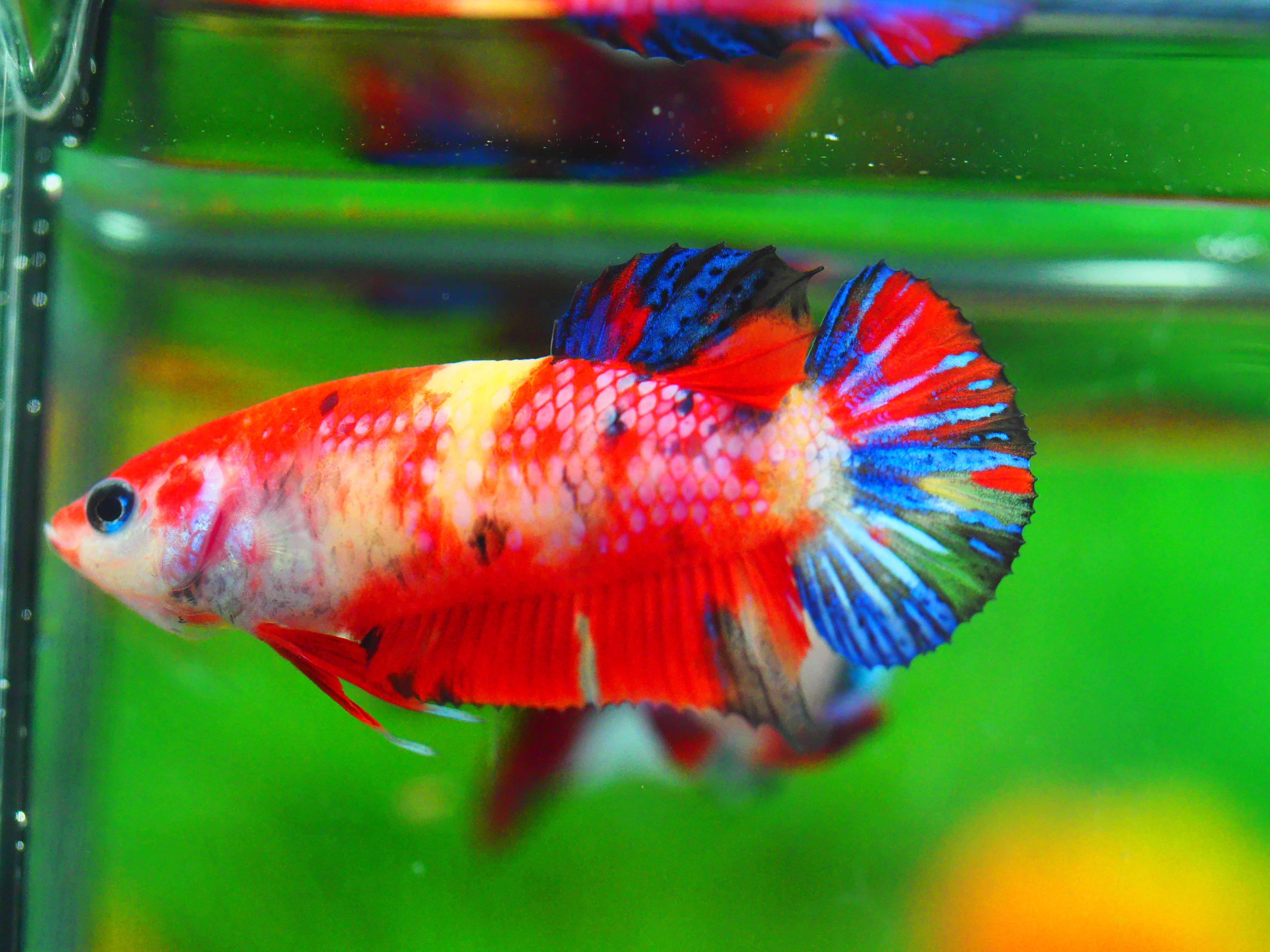 HMPK NEMO GLAXY GRADE A++ FEMALE