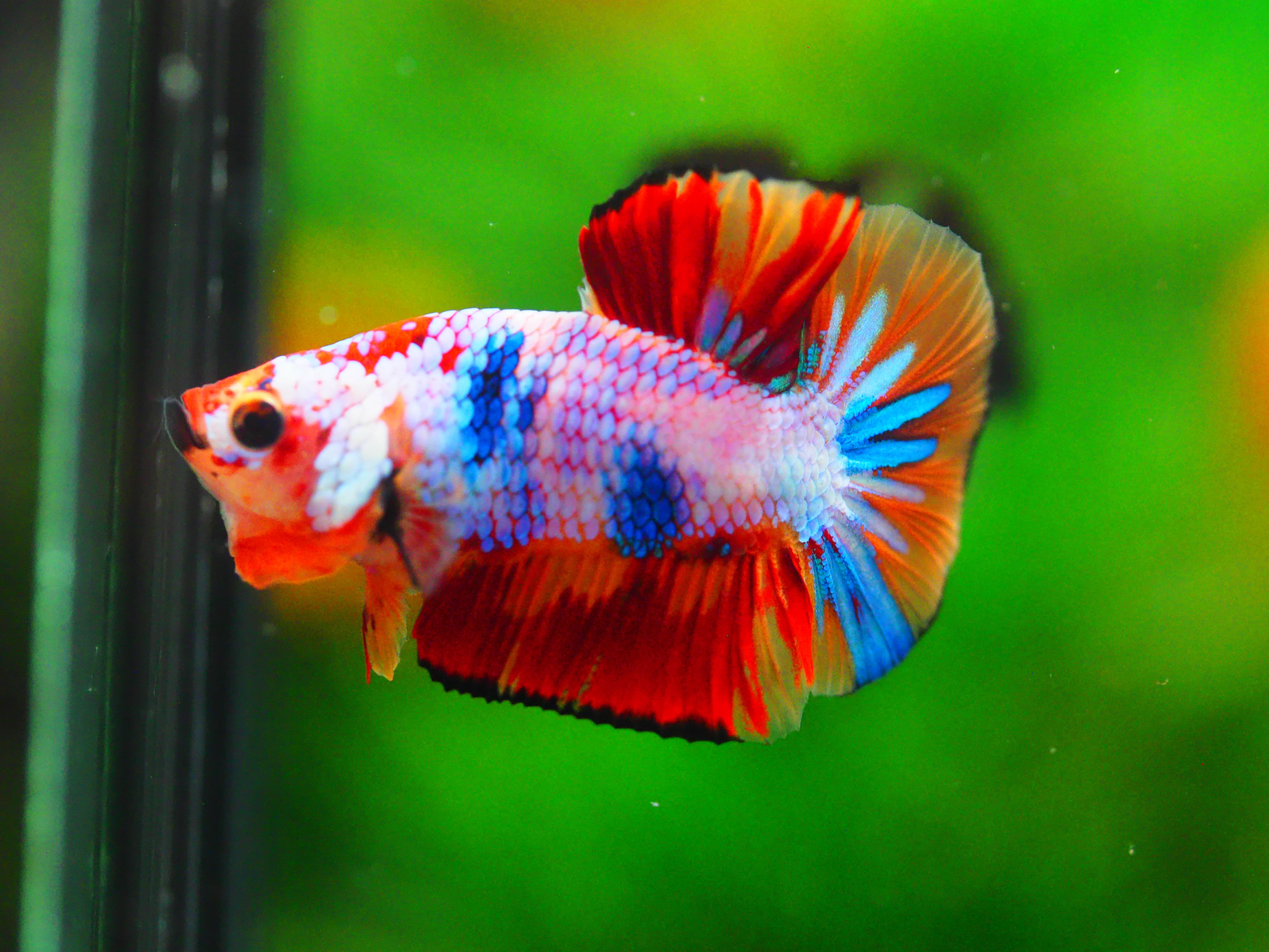 HMPK NEMO MALE GRADE A +++