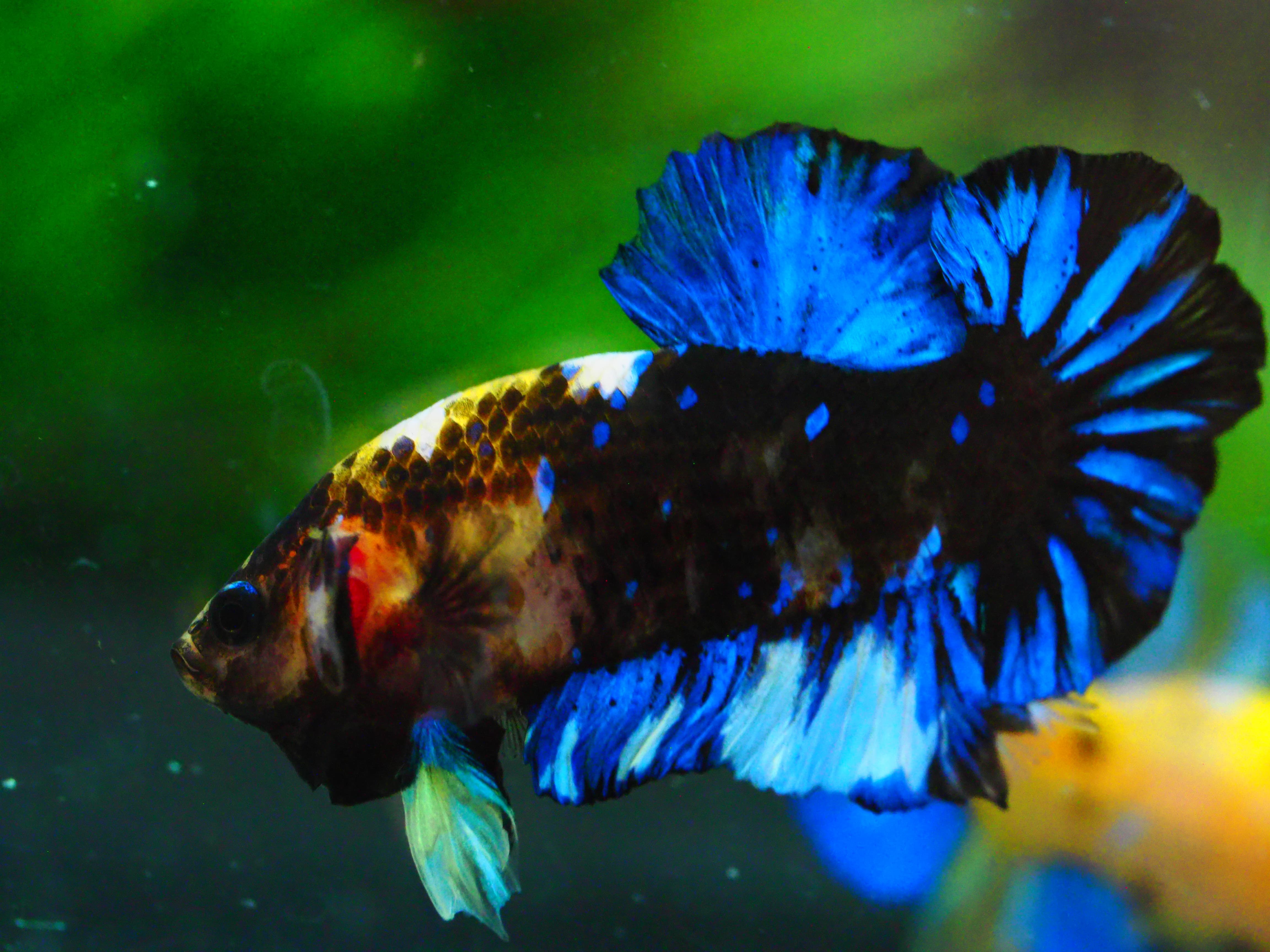 HMPK KOI GALAXY MALE GRADE A +++