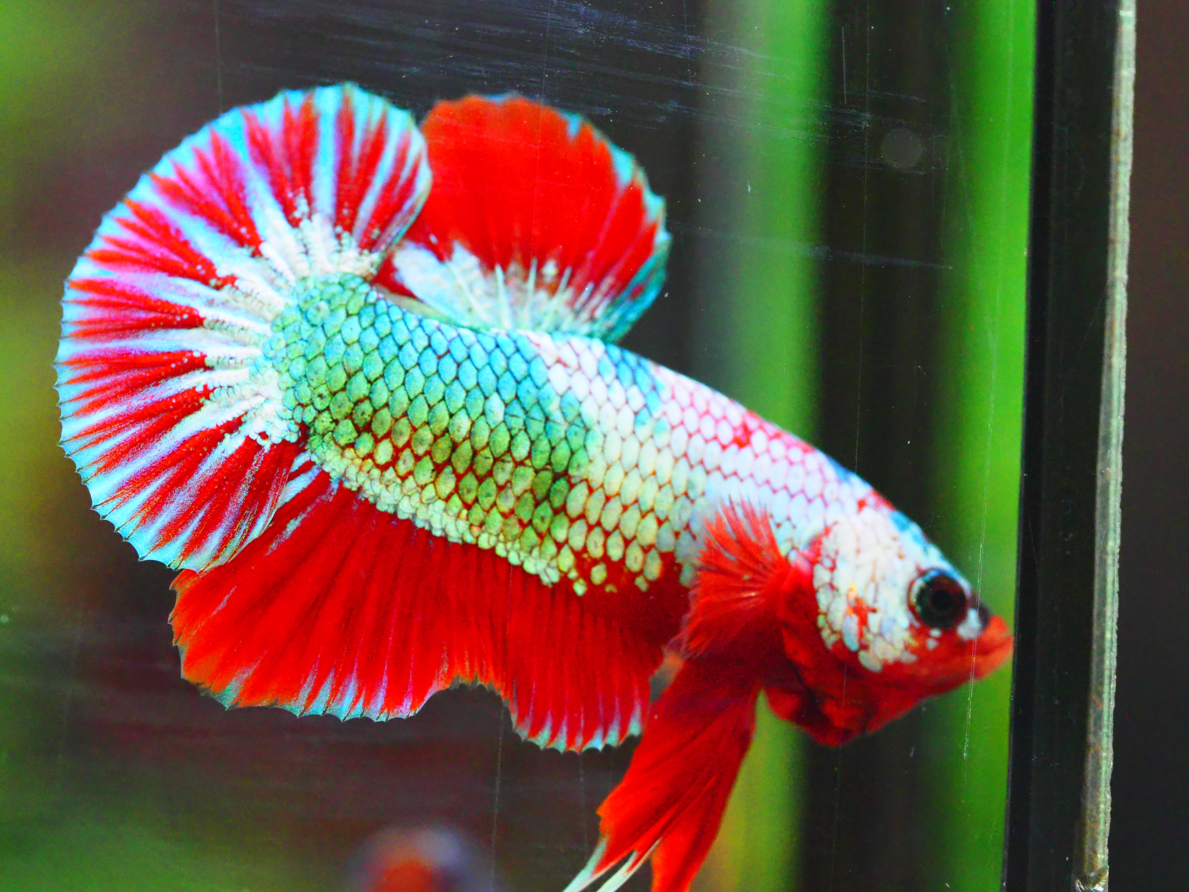 HMPK FANCY MALE GRADE A +++