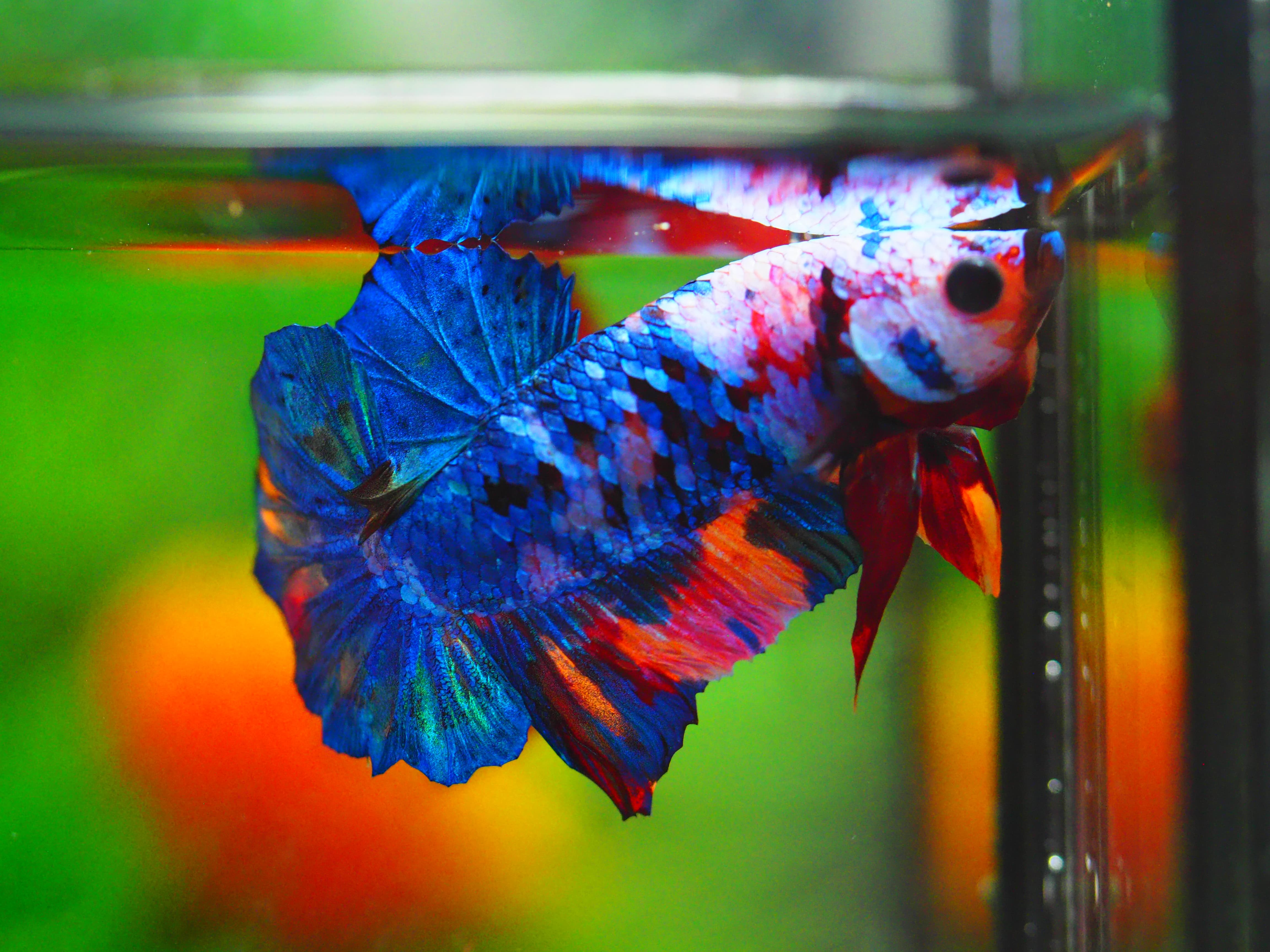 HMPK KOI GALAXY MALE GRADE A+++