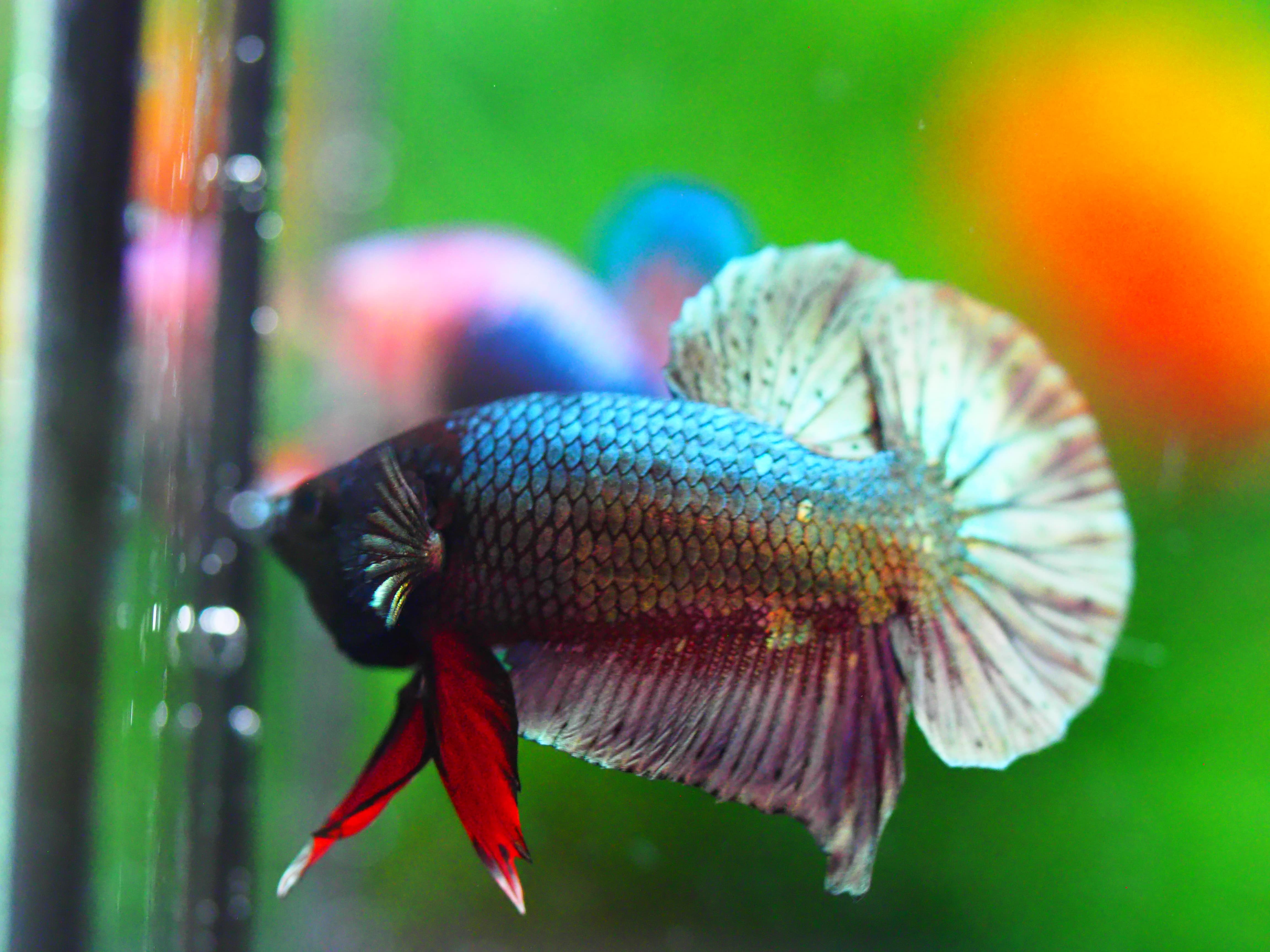 HMPK COPPER MALE GRADE A +++